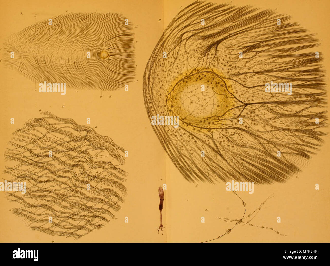 Un volume storico intitolato "Archiv für mikroskopische Anatomie" del 1892, incentrato sull'anatomia microscopica e i progressi nella ricerca medica durante il periodo. Foto Stock