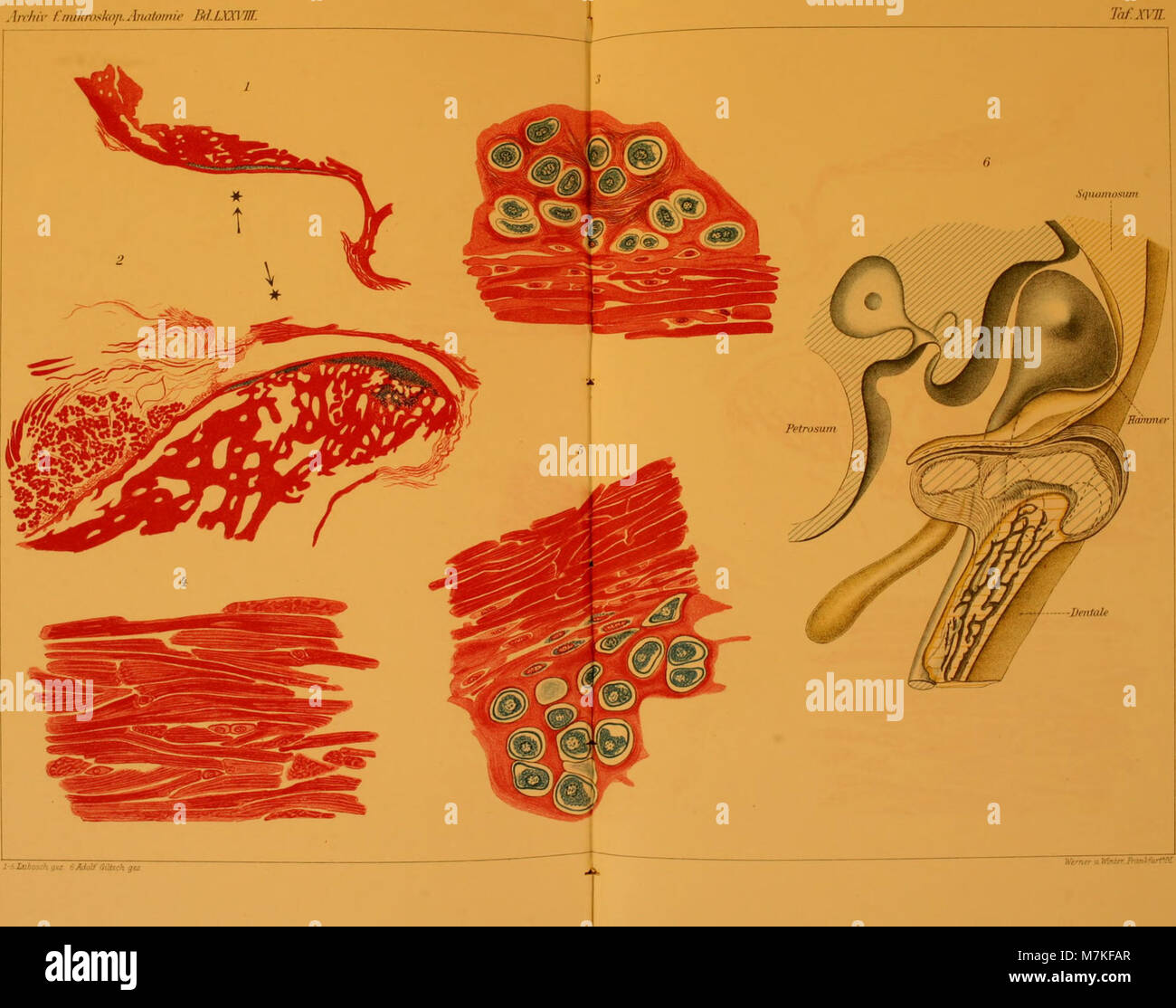 Archiv für mikroskopische Anatomie (1911) (20141919320) Foto Stock