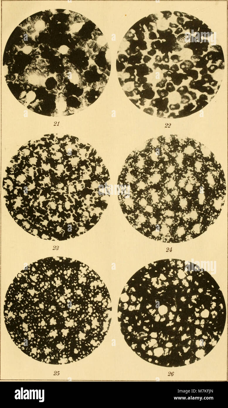 Archiv für mikroskopische Anatomie (1920) (19709458213) Foto Stock