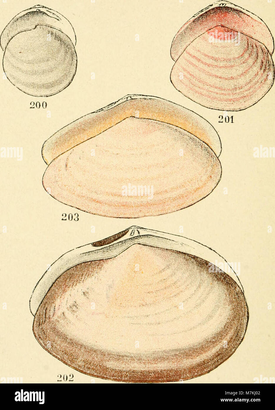L'atlante tascabile del 1913 illustra le specie di conchiglie che si trovano lungo le coste francesi della Manica, dell'Atlantico e del Mediterraneo, comprese le varietà commestibili e ornamentali. Foto Stock