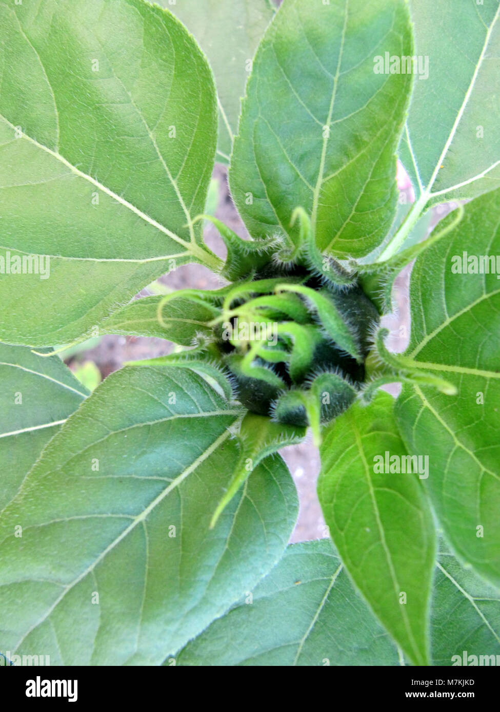 "Centre d'une fleur à venir" si traduce in "Centro di un fiore a venire", che raffigura un soggetto botanico incentrato sul nucleo in via di sviluppo di un fiore, simboleggiando la crescita in forme naturali. Foto Stock