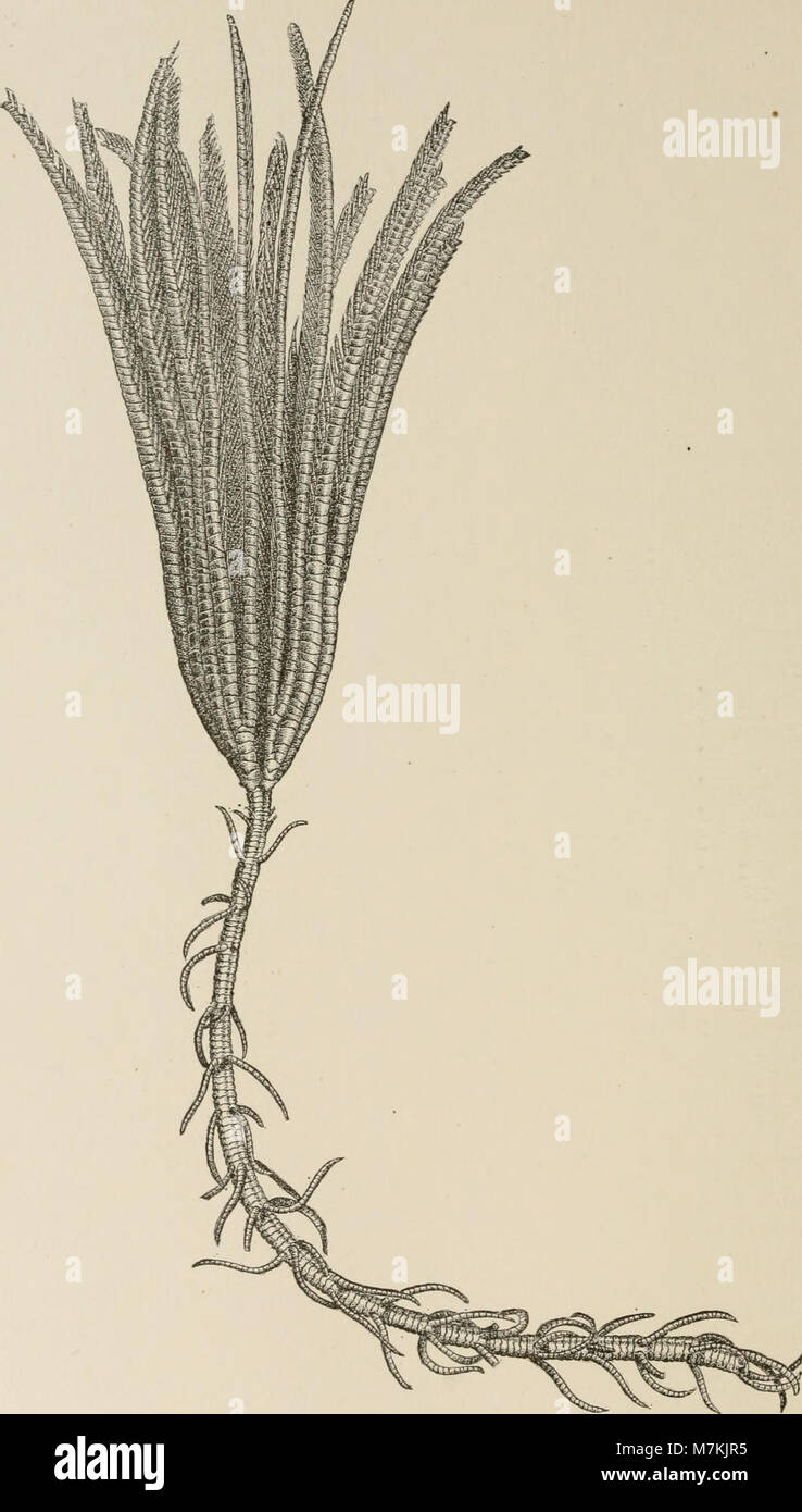 Questo lavoro registra le tre crociere del piroscafo della U.S. Coast and Geodetic Survey "Blake" attraverso il Golfo del Messico, il Mar dei Caraibi e la costa atlantica, contribuendo ai primi studi di oceanografia e mappatura marina. Foto Stock