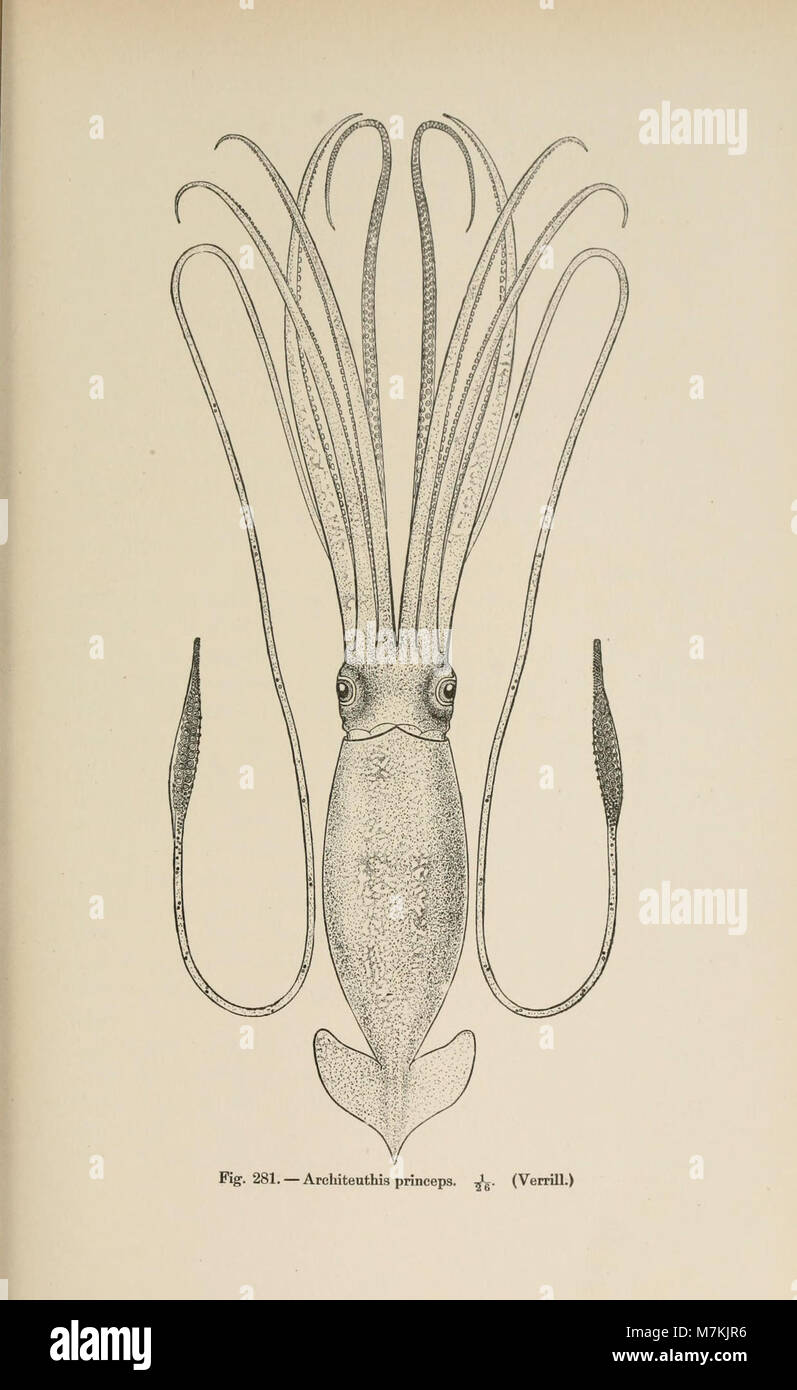 Pubblicato alla fine del XIX secolo, questo lavoro documenta tre crociere scientifiche del piroscafo della U.S. Coast and Geodetic Survey Blake attraverso il Golfo del Messico, il Mar dei Caraibi e la costa atlantica, concentrandosi sulla ricerca oceanografica e marina. Foto Stock