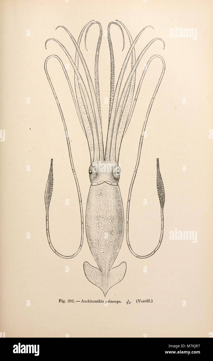Questo lavoro documenta le tre crociere scientifiche del piroscafo "Blake" della United States Coast and Geodetic Survey, che esplorò il Golfo del Messico, il Mar dei Caraibi e la costa atlantica. Le spedizioni hanno portato avanti la ricerca marina e il campo della talassografia. Foto Stock