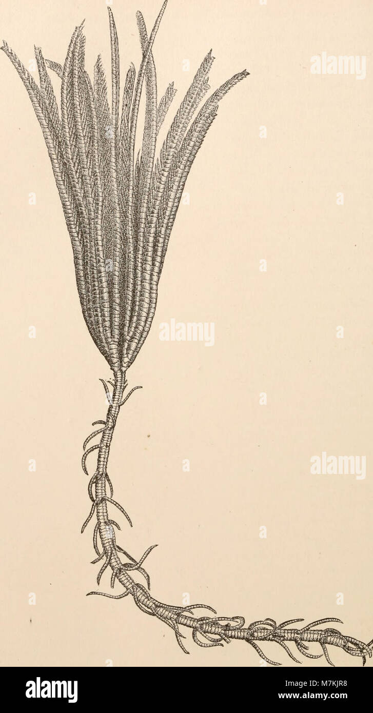 Questo rapporto scientifico documenta tre spedizioni di rilievo del piroscafo Blake della U.S. Coast and Geodetic Survey attraverso il Golfo del Messico, il Mar dei Caraibi e la costa atlantica, studiando la topografia marina e l'oceanografia. Foto Stock