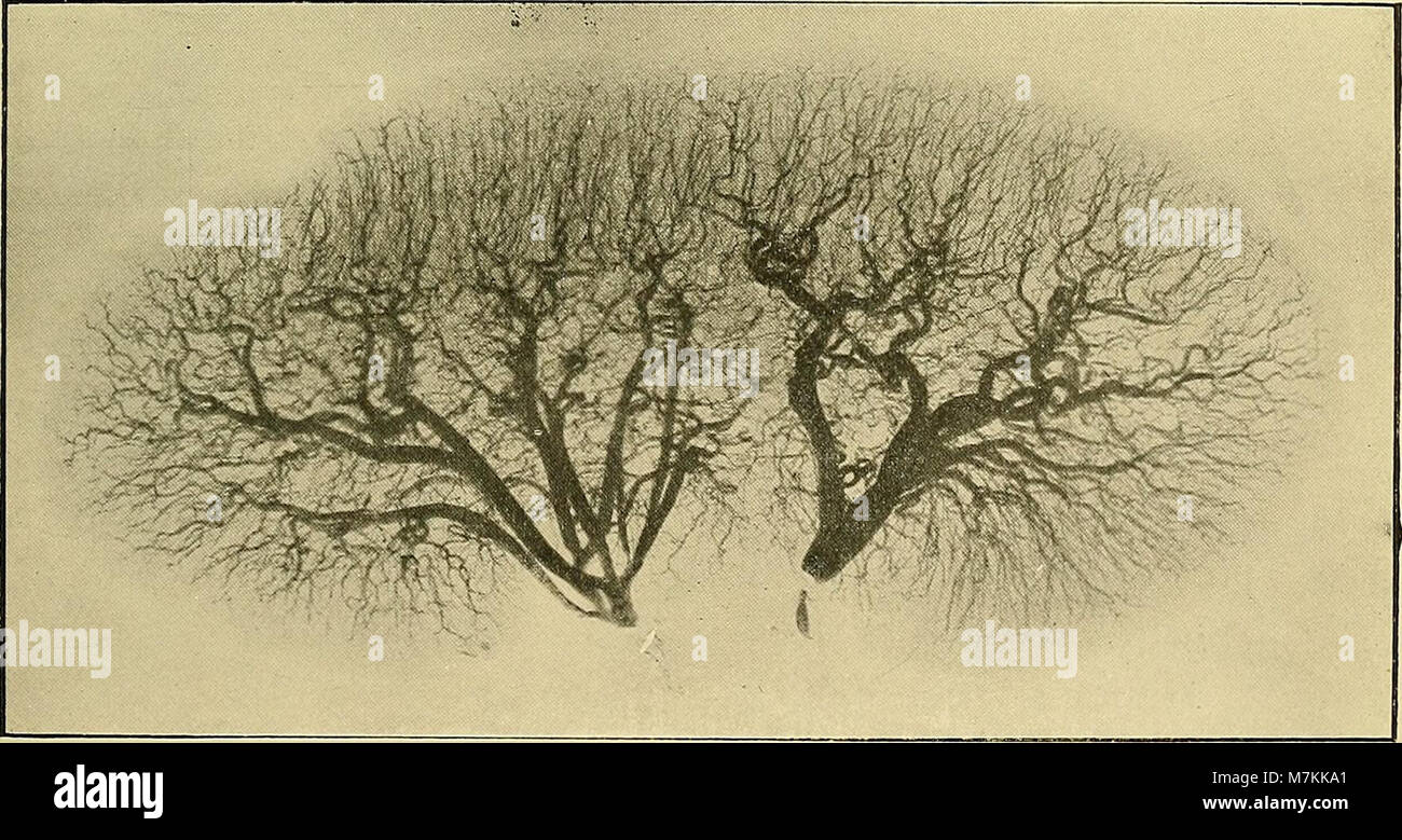 Un manuale del 1902 che descrive l'applicazione dell'elettricità, dei raggi Röntgen (raggi X) e della luce Finsen nella scienza medica, descrivendo dettagliatamente i metodi per la diagnosi, la terapia e la medicina sperimentale. Foto Stock