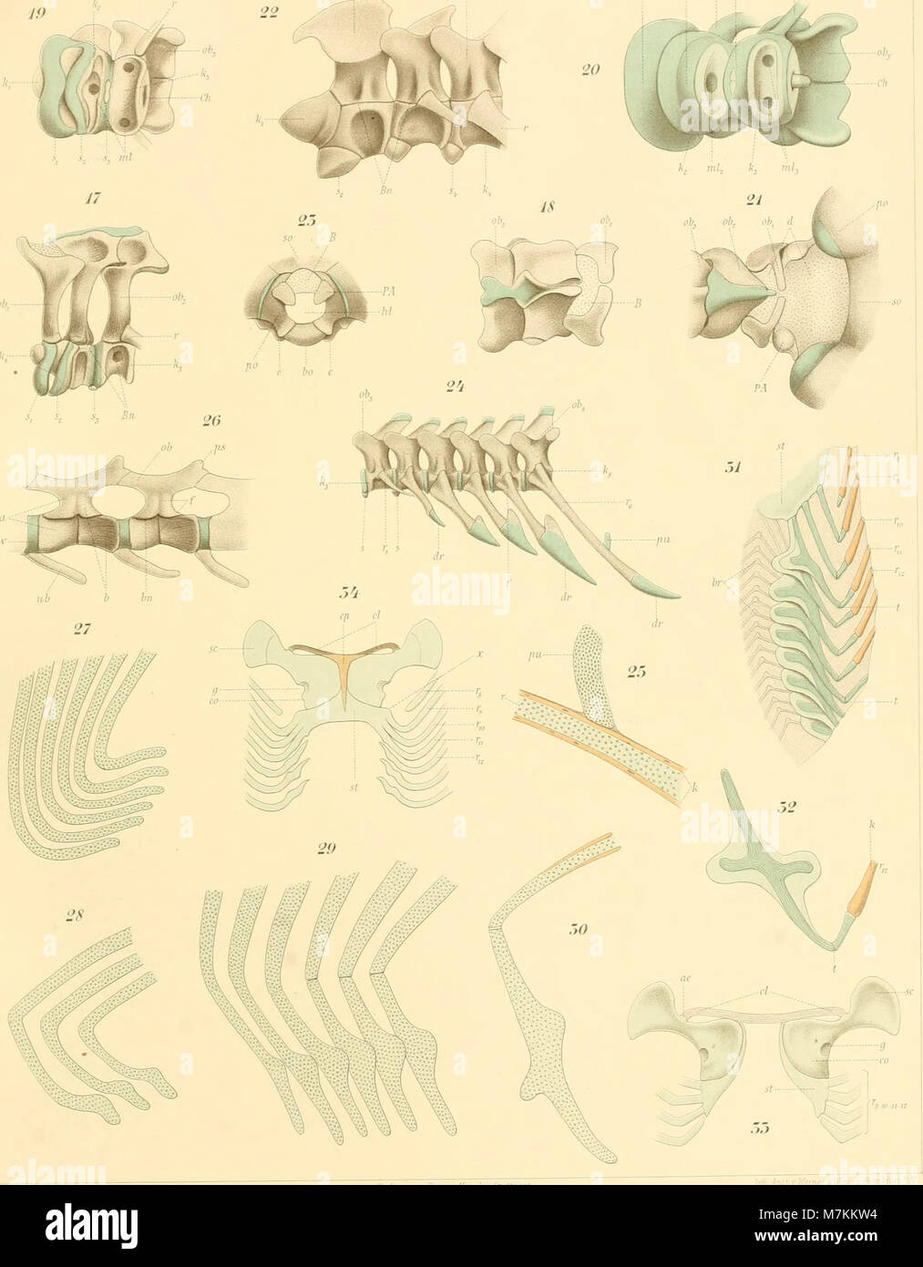 Questa immagine proviene da un lavoro del 1903 sullo sviluppo e l'anatomia dei vertebrati, un testo chiave nello studio della zoologia e della biologia evolutiva. Il lavoro si concentra sulla struttura anatomica dei vertebrati e sui loro processi evolutivi. Foto Stock