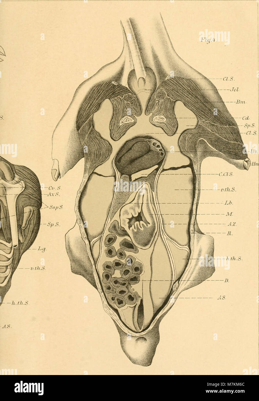 Questo lavoro del 1896, "Beiträge zur Kenntnis der Anatomie und Physiologie der Atemwerkzeuge bei den Vögeln", discute l'anatomia e la fisiologia dei sistemi respiratori degli uccelli. Si tratta di un testo scientifico chiave nella biologia e nell'anatomia aviaria. Foto Stock