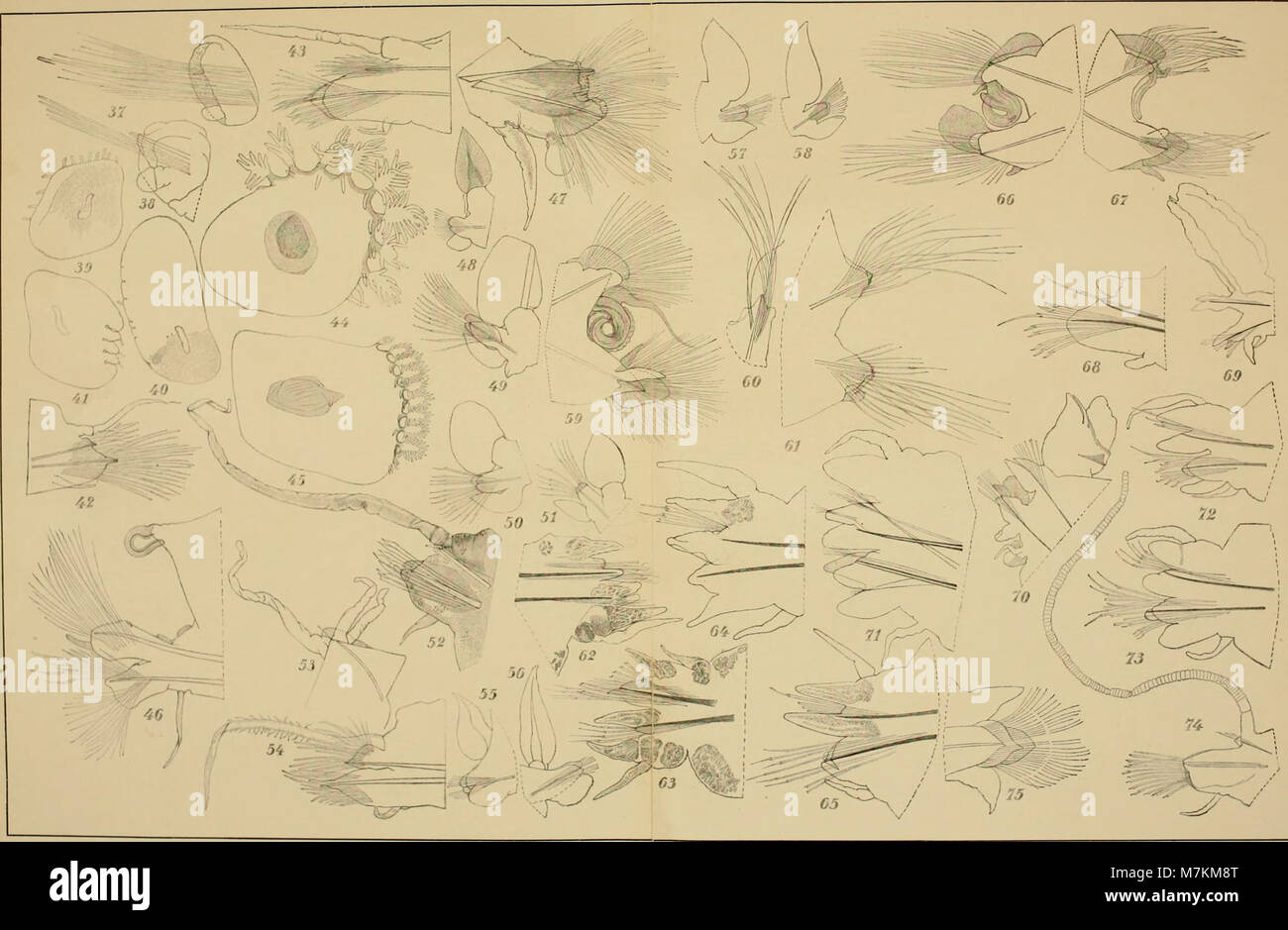 Una pubblicazione scientifica dal 1916 al 1918 che esamina la fauna marina dell'Africa occidentale, documentando la diversità delle specie, gli habitat e le relazioni ecologiche lungo la costa atlantica durante l'inizio del XX secolo. Foto Stock