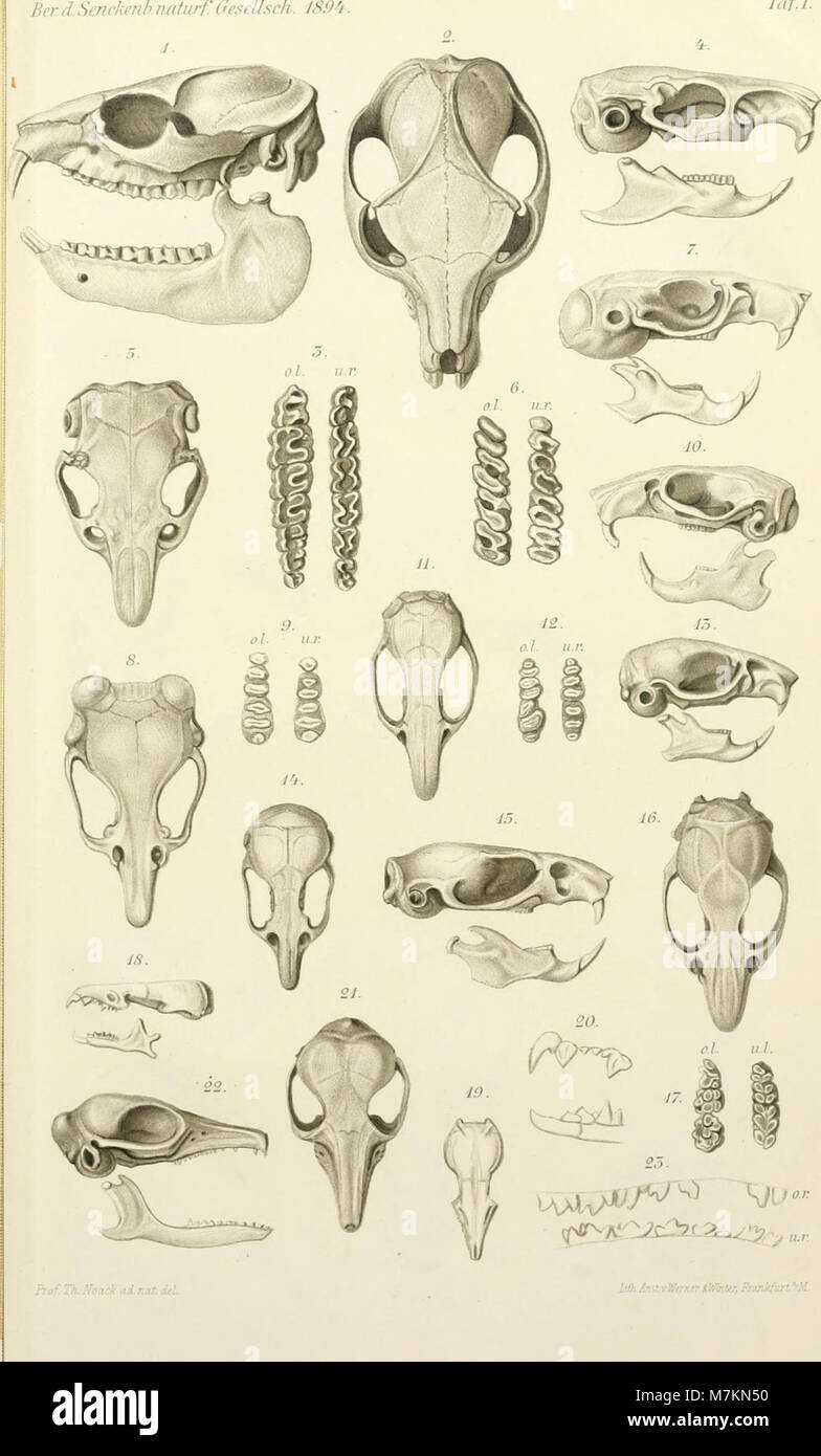 Bericht ©ber die Senckenbergische Naturforschende Gesellschaft in Frankfurt am Main (1893-1894) (20177427530) Foto Stock