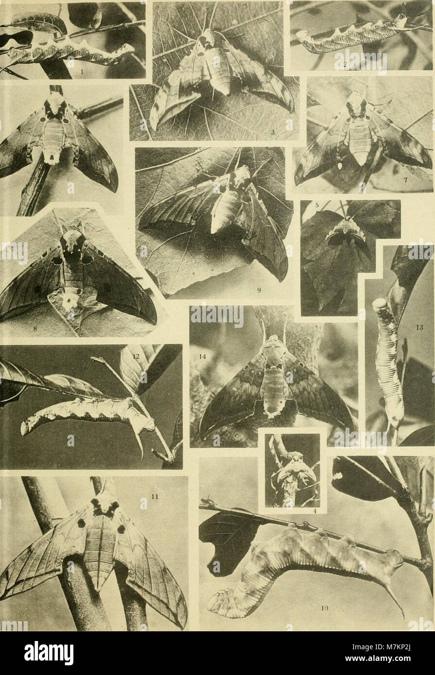 Biologie und systematik der südschinesischen sphingiden, zugleich ein Versuch einer biologie tropischer lepidopteren überhaupt (1922) (20372344332) Foto Stock