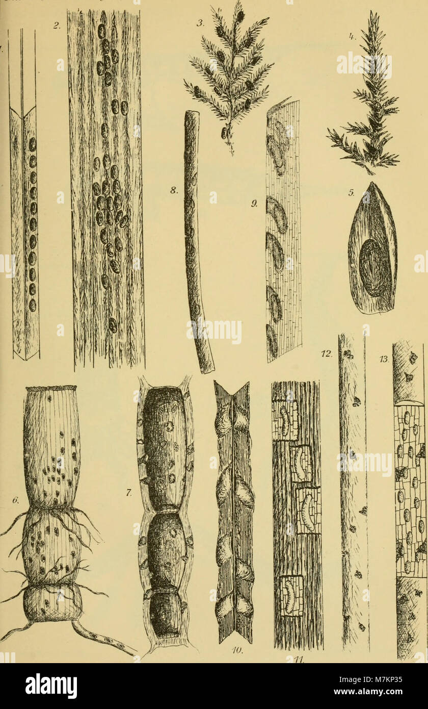 Biologische studien über dytisciden (1912) (19759931263) Foto Stock
