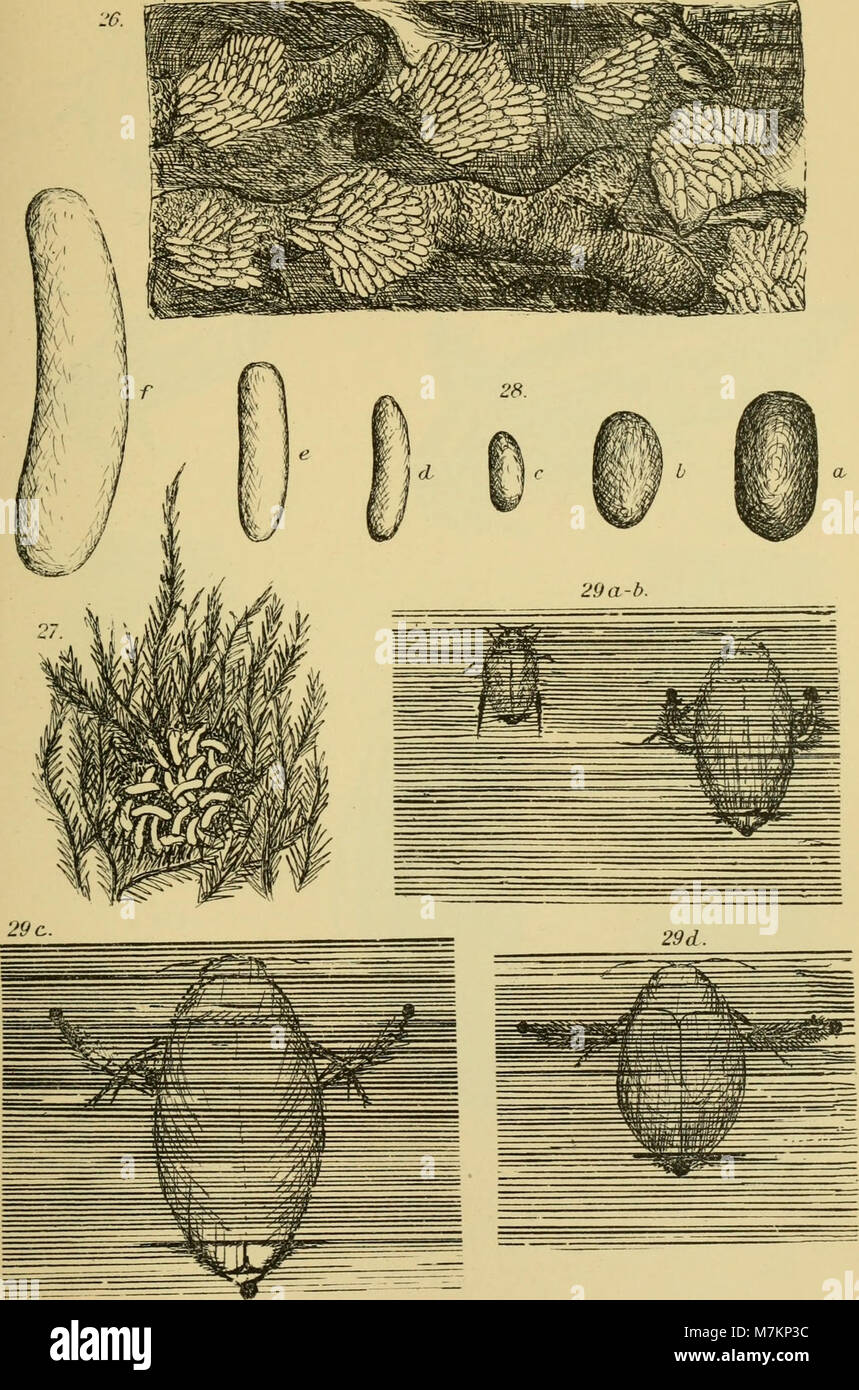 Biologische studien über dytisciden (1912) (20354643596) Foto Stock