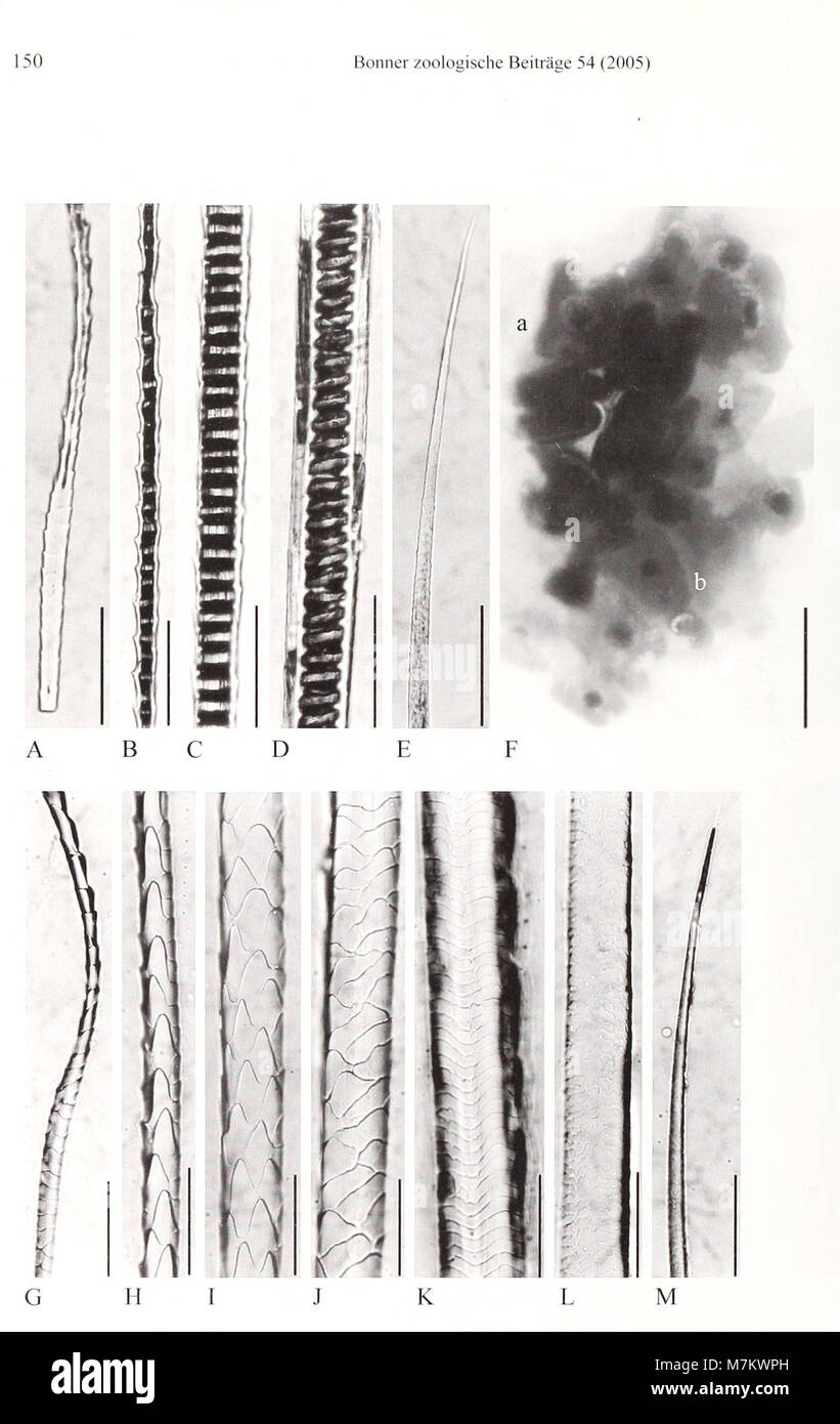 Una pubblicazione scientifica del 2005 intitolata "Bonner Zoologische Beiträge", pubblicata dall'Istituto di ricerca zoologica e dal Museo Alexander Koenig di Bonn, che presenta la ricerca zoologica e gli studi biologici. Foto Stock