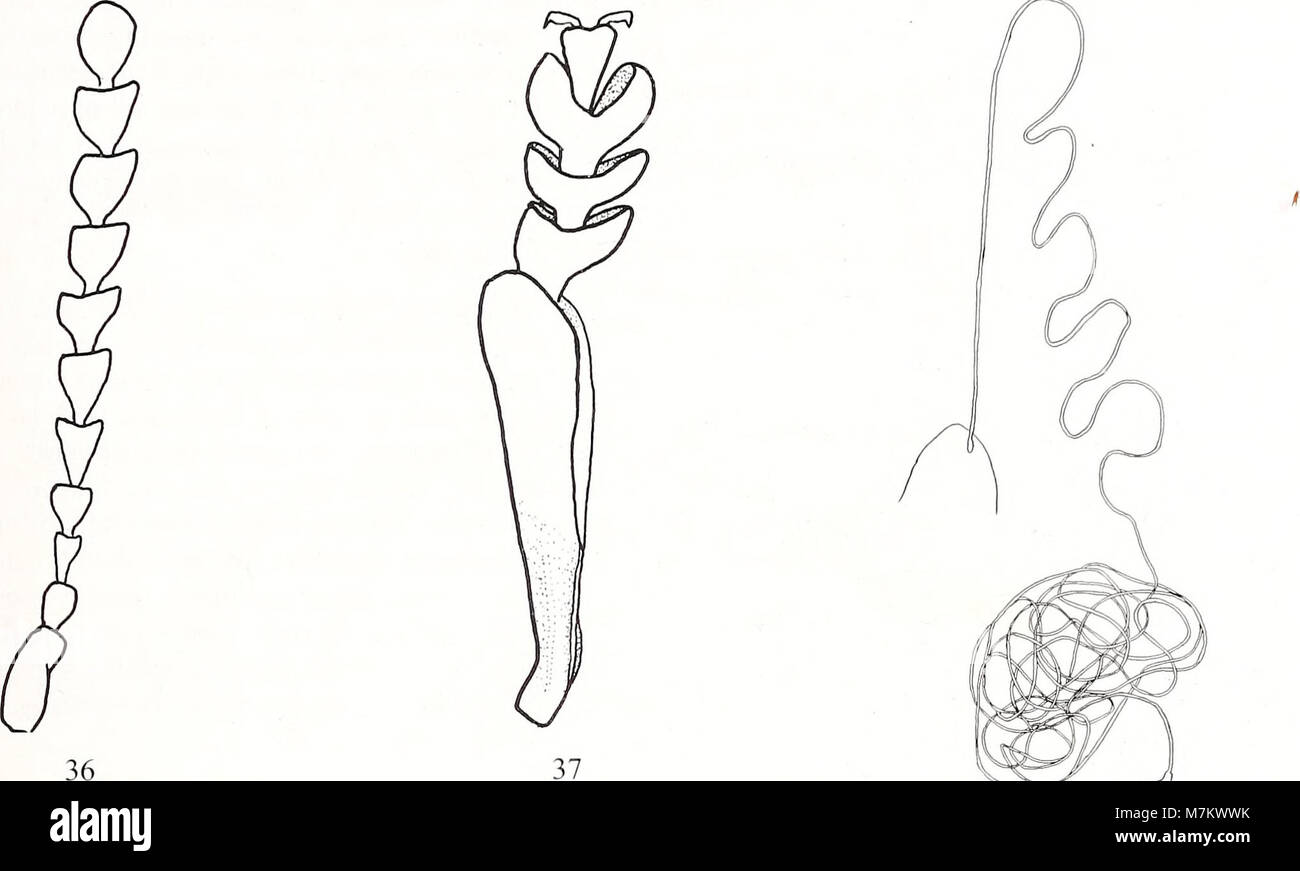 Una pubblicazione del 2005 di "Bonner Zoologische Beiträge", pubblicata dall'Istituto di ricerca zoologica e dal Museo Alexander Koenig di Bonn, contenente i risultati della ricerca zoologica e biologica. Foto Stock