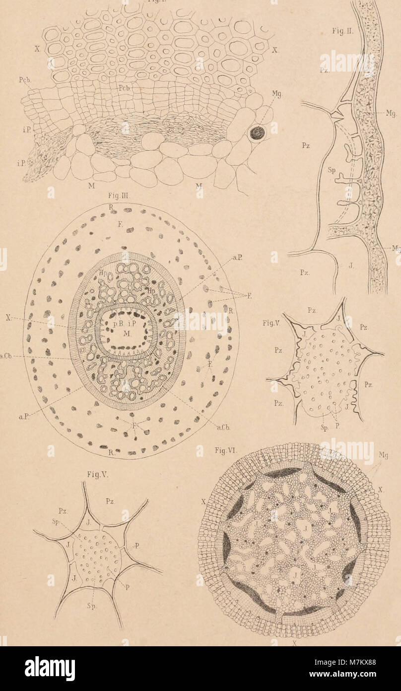 Botanisches Zentralblatt; referierendes Organ für das Gesamtgebiet der Botanik (1891) (20394767582) Foto Stock