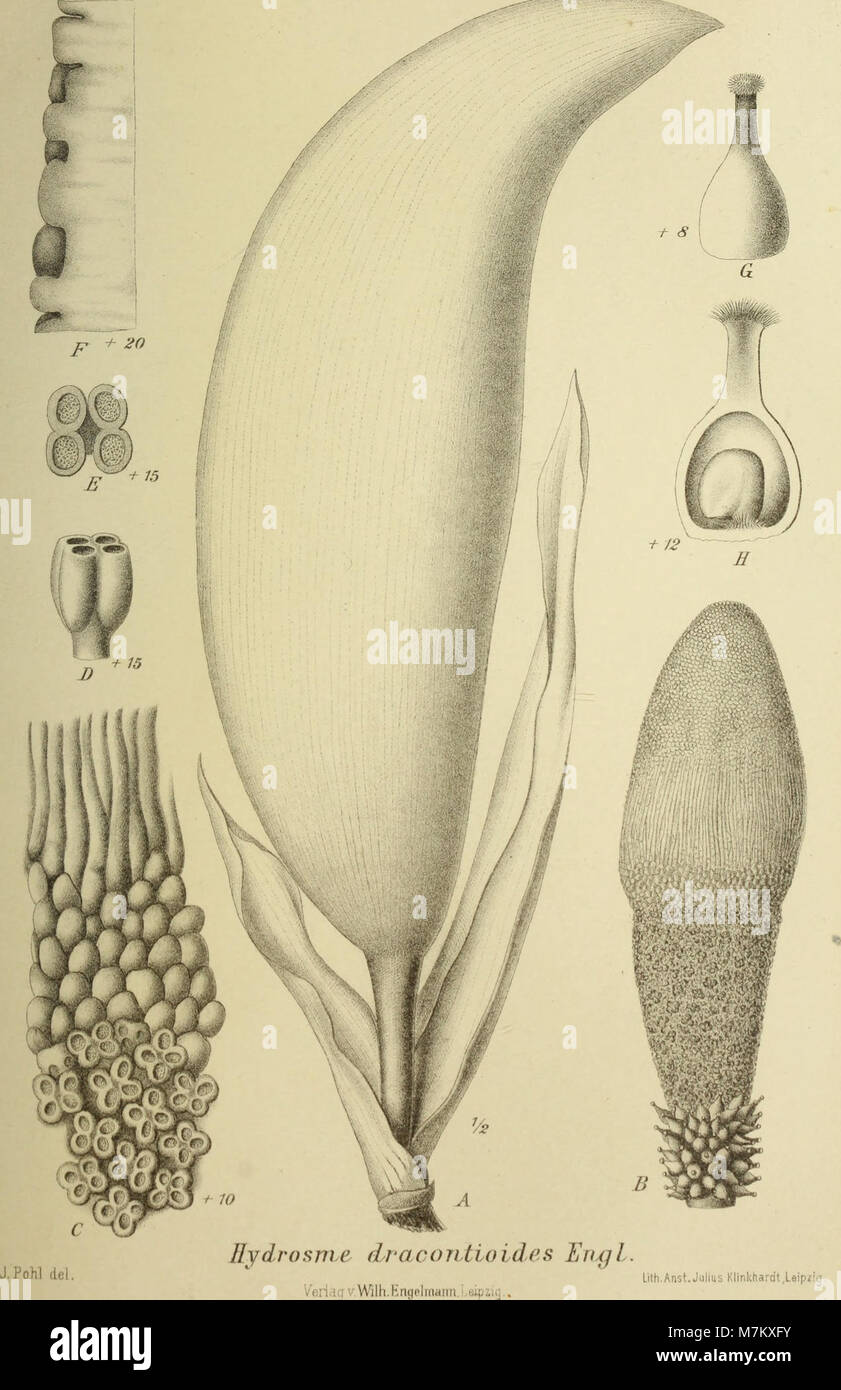 Botanische Jahrbücher für Systematik, Pflanzengeschichte und Pflanzengeographie (1893) (20402320425) Foto Stock