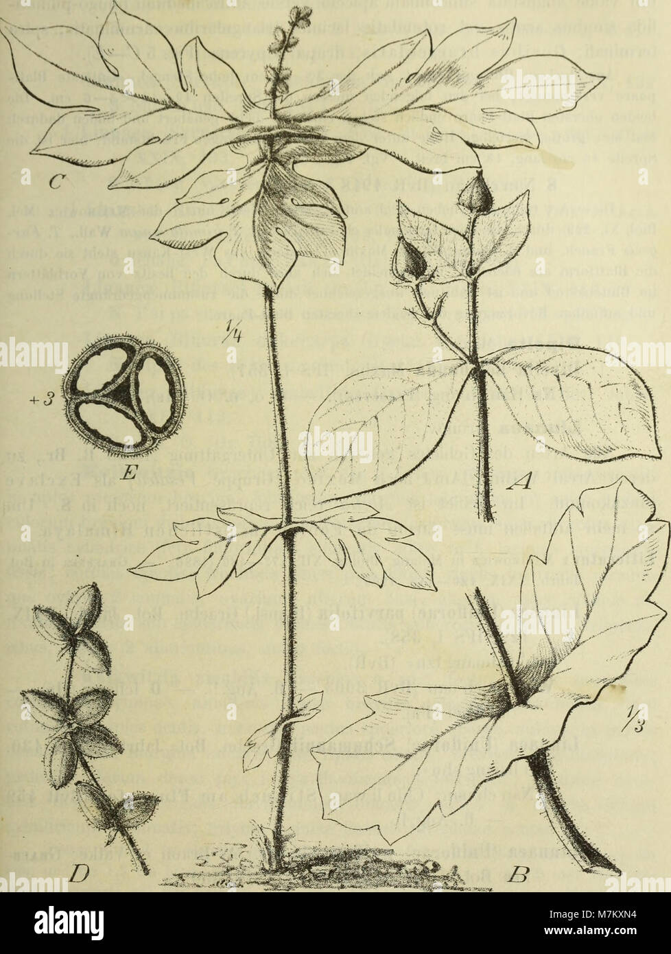 Botanische Jahrbücher für Systematik, Pflanzengeschichte und Pflanzengeographie (1901) (20376099706) Foto Stock