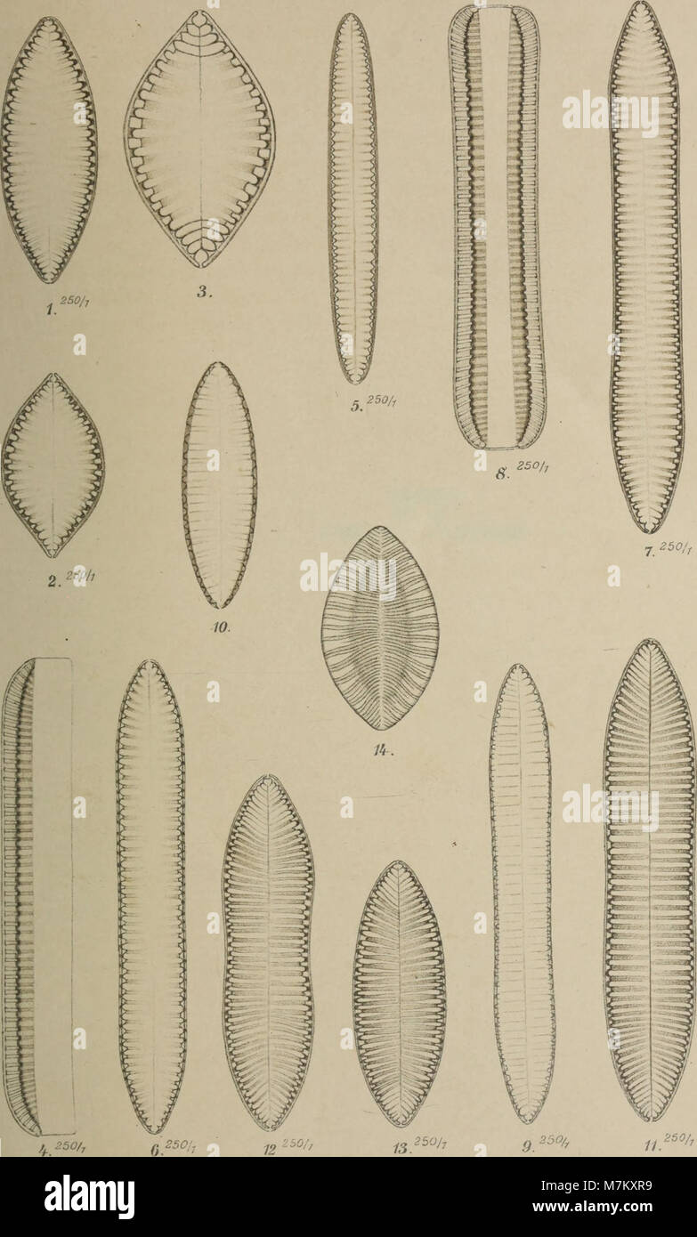 Botanische Jahrbücher für Systematik, Pflanzengeschichte und Pflanzengeographie (1904) (19780213354) Foto Stock