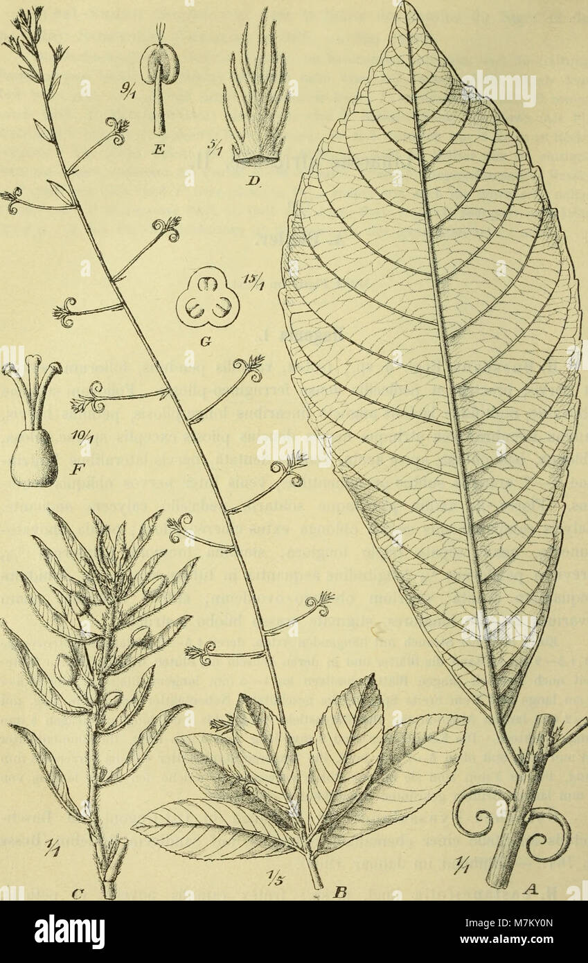 Botanische Jahrbücher für Systematik, Pflanzengeschichte und Pflanzengeographie (1907) (19780260564) Foto Stock
