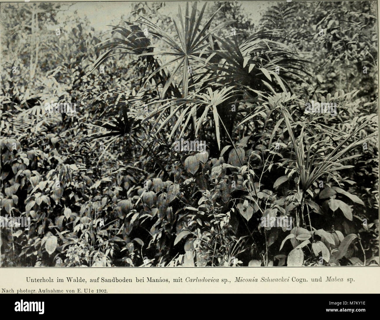 Botanische Jahrbücher für Systematik, Pflanzengeschichte und Pflanzengeographie (1907) (20214951458) Foto Stock