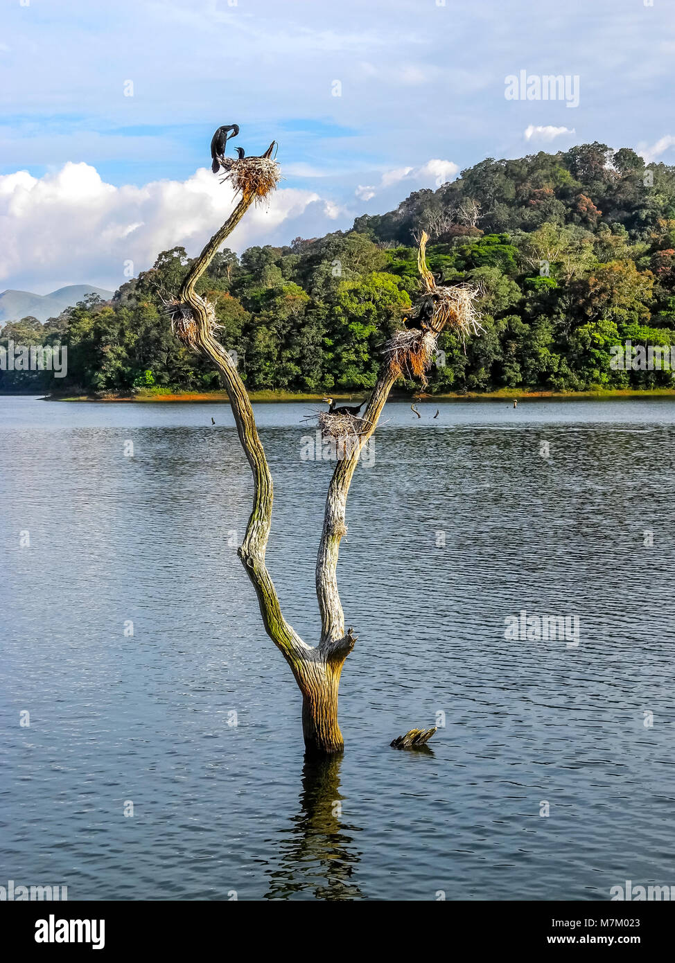 THEKKADY Kerala, India - DEC. 15, 2011: nidi di uccelli su ceppi di alberi nel lago del Periyar in del Periyar Wildlife Sanctuary, Kumily Kerala, India. Foto Stock