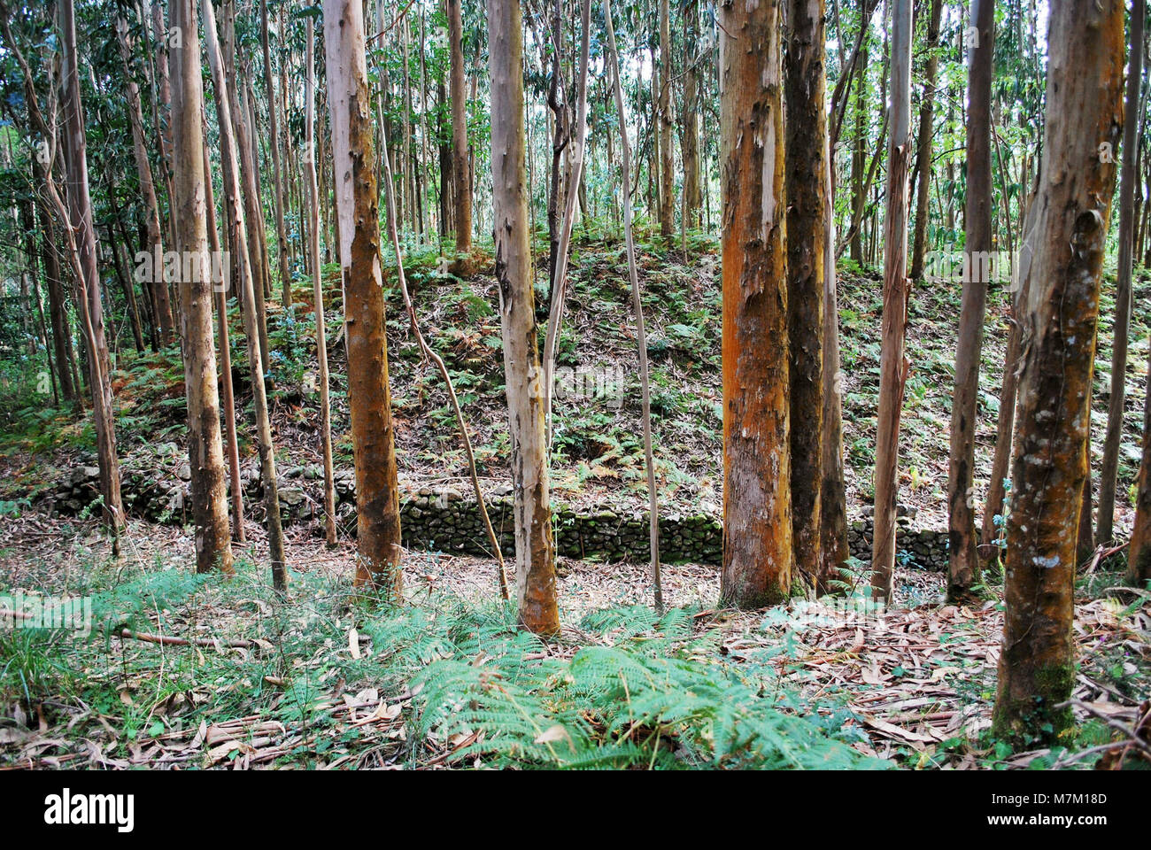 Una fotografia del sito archeologico Castro de Papoi a Ferrol, A Coruña, Galizia, Spagna, che mostra le fondamenta in pietra e le strutture di un insediamento fortificato dell'età del ferro. Foto Stock
