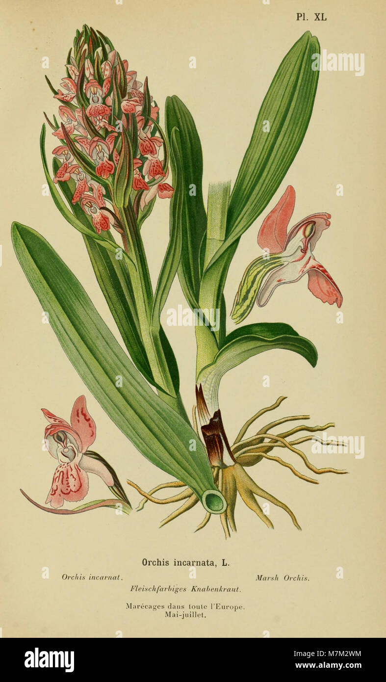 Album des orchidées de l'Europe centrale et septentrionale (1899) (17923012296) Foto Stock