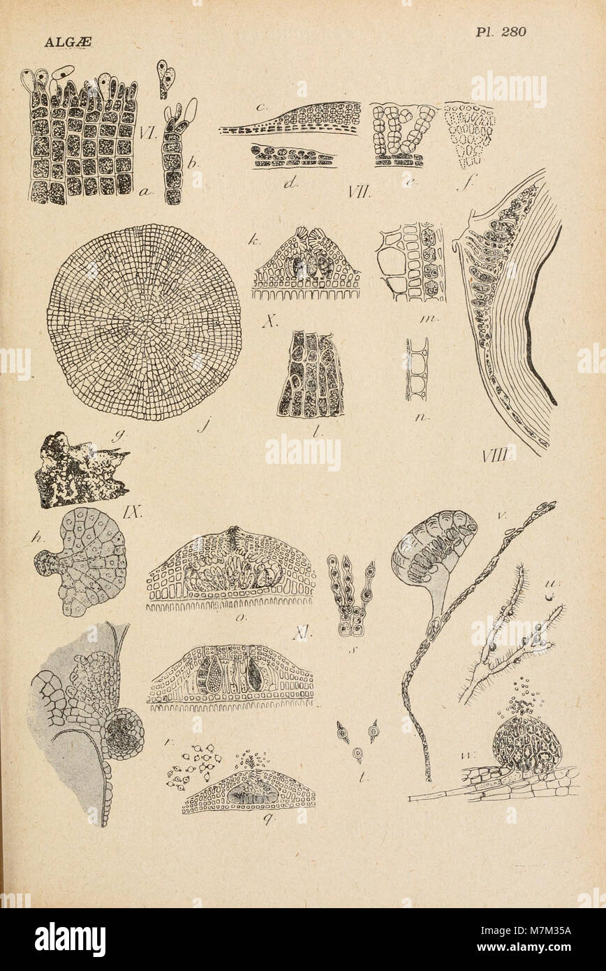 Il piatto 280 dell'"album général des Cryptogames" è un'illustrazione botanica dettagliata che mostra criptogami come muschi, funghi e licheni, che rappresentano piante non fiorite che si riproducono attraverso le spore. Foto Stock