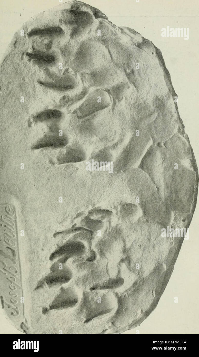 Un manuale di istruzioni del 1911 sui metodi di cattura, che descrive in dettaglio varie trappole e tecniche per la cattura di animali, destinato a cacciatori e naturalisti. Foto Stock