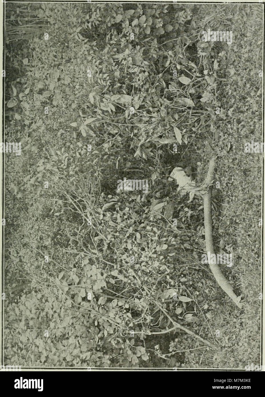 "Alphabet du Piégeage", pubblicato nel 1911, è un'opera di riferimento che delinea i metodi di cattura degli animali, illustrando le tecniche utilizzate per la caccia e la gestione della fauna selvatica nella Francia dell'inizio del XX secolo. Foto Stock