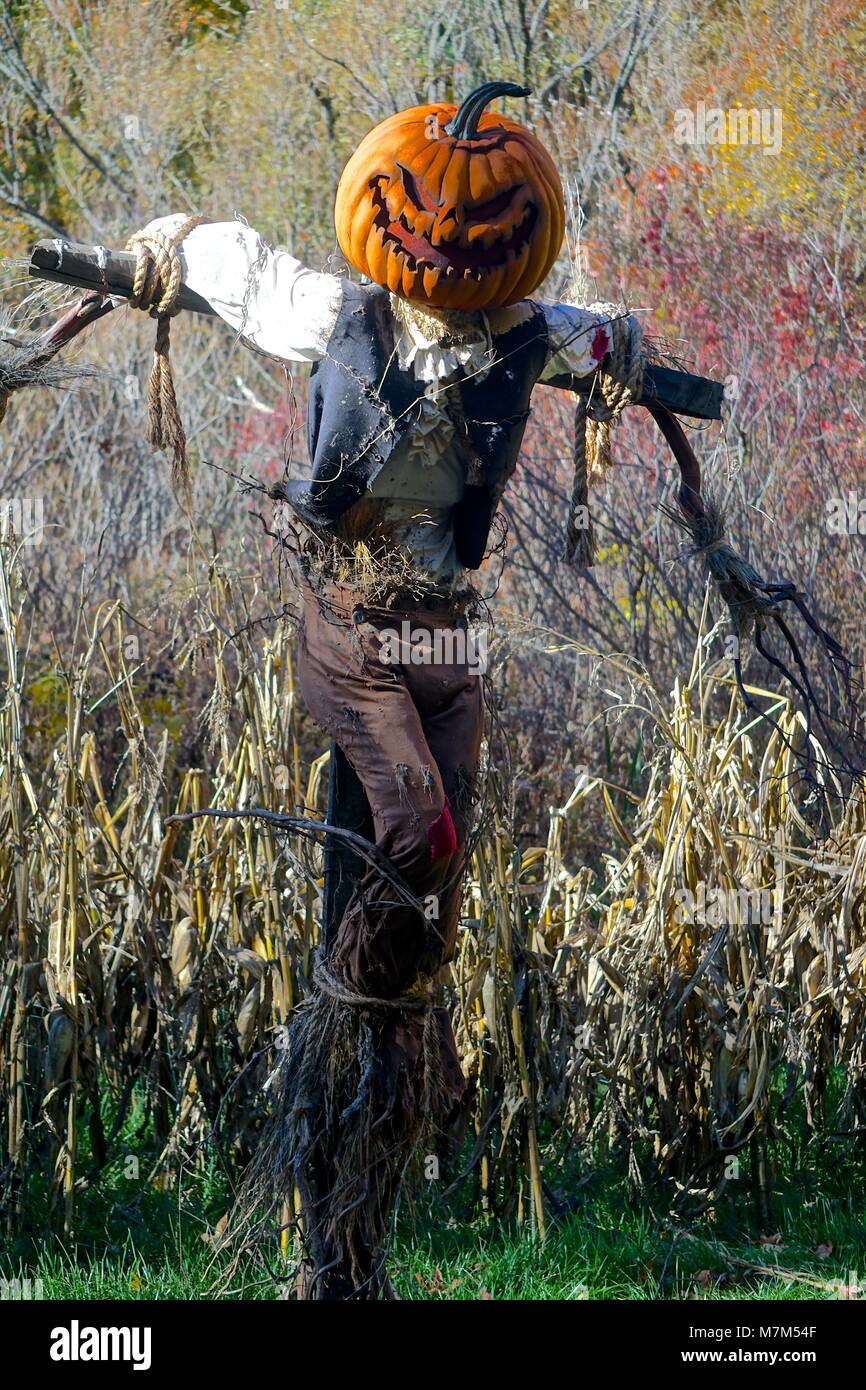 Zucca Spaventapasseri Con Occhi Colorati