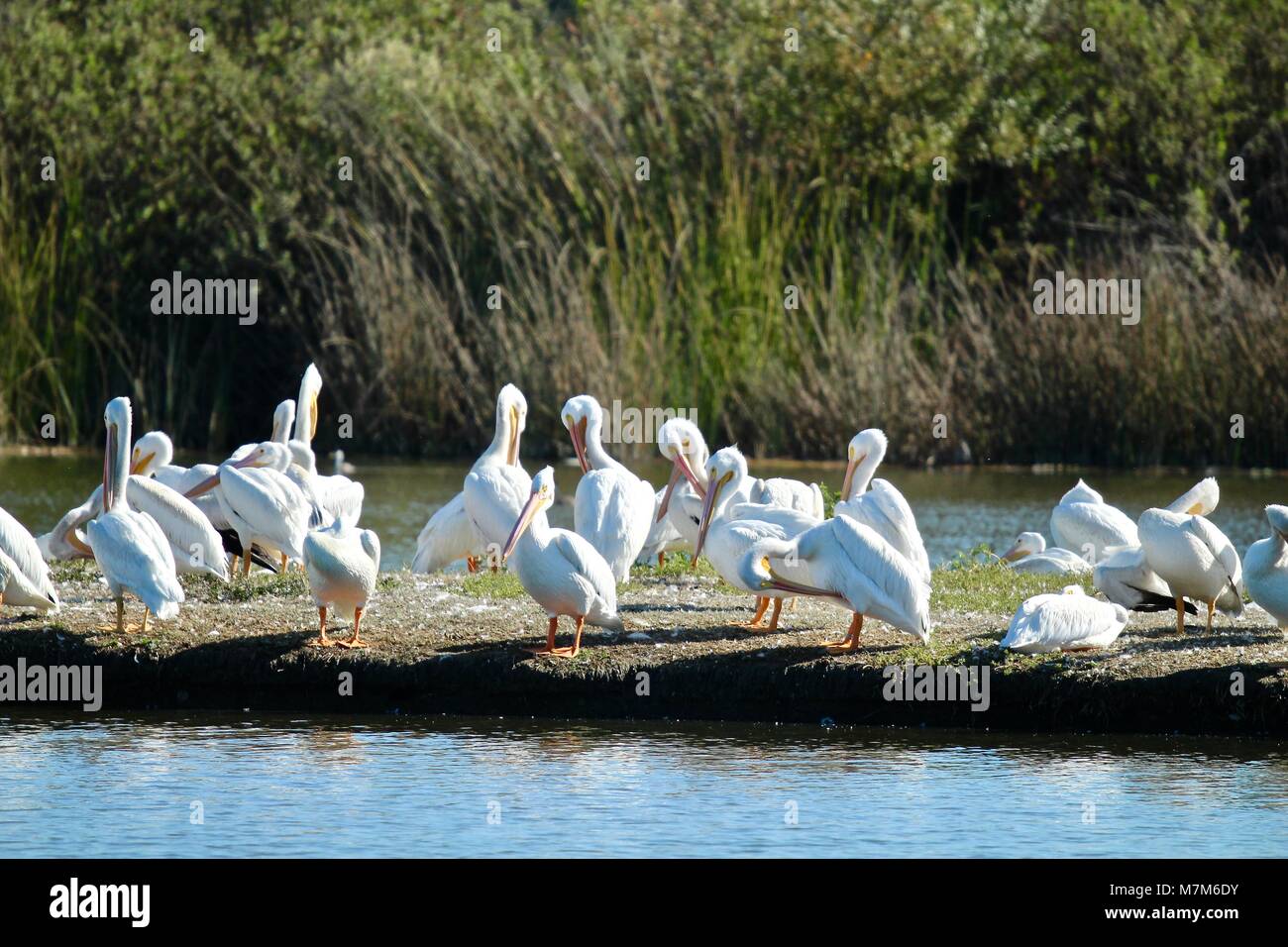Pellicani bianchi seduta sull isola in zone umide Foto Stock