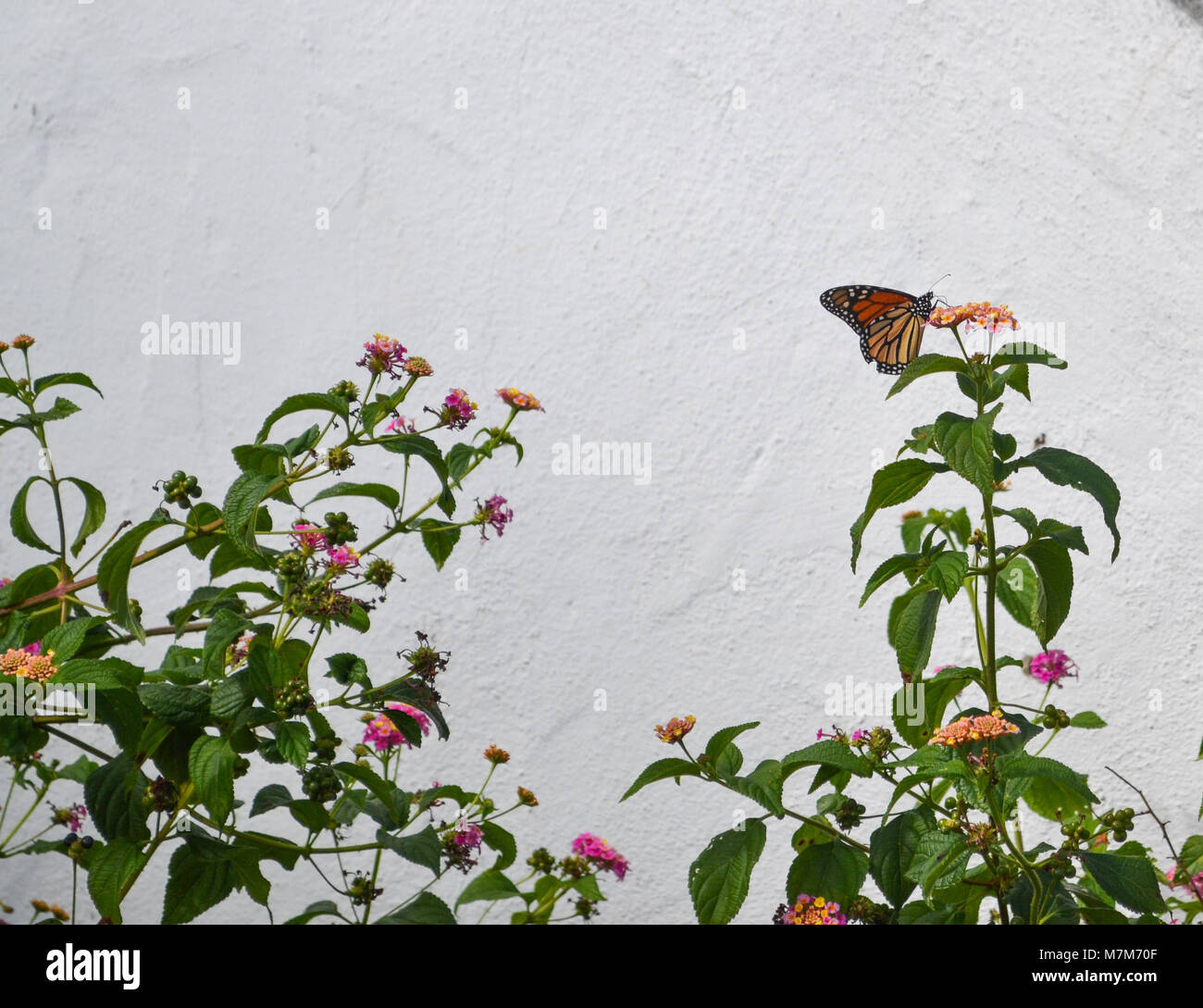 Una farfalla monarca danze sulla rossa fiorisce nelle case giardino patio Foto Stock