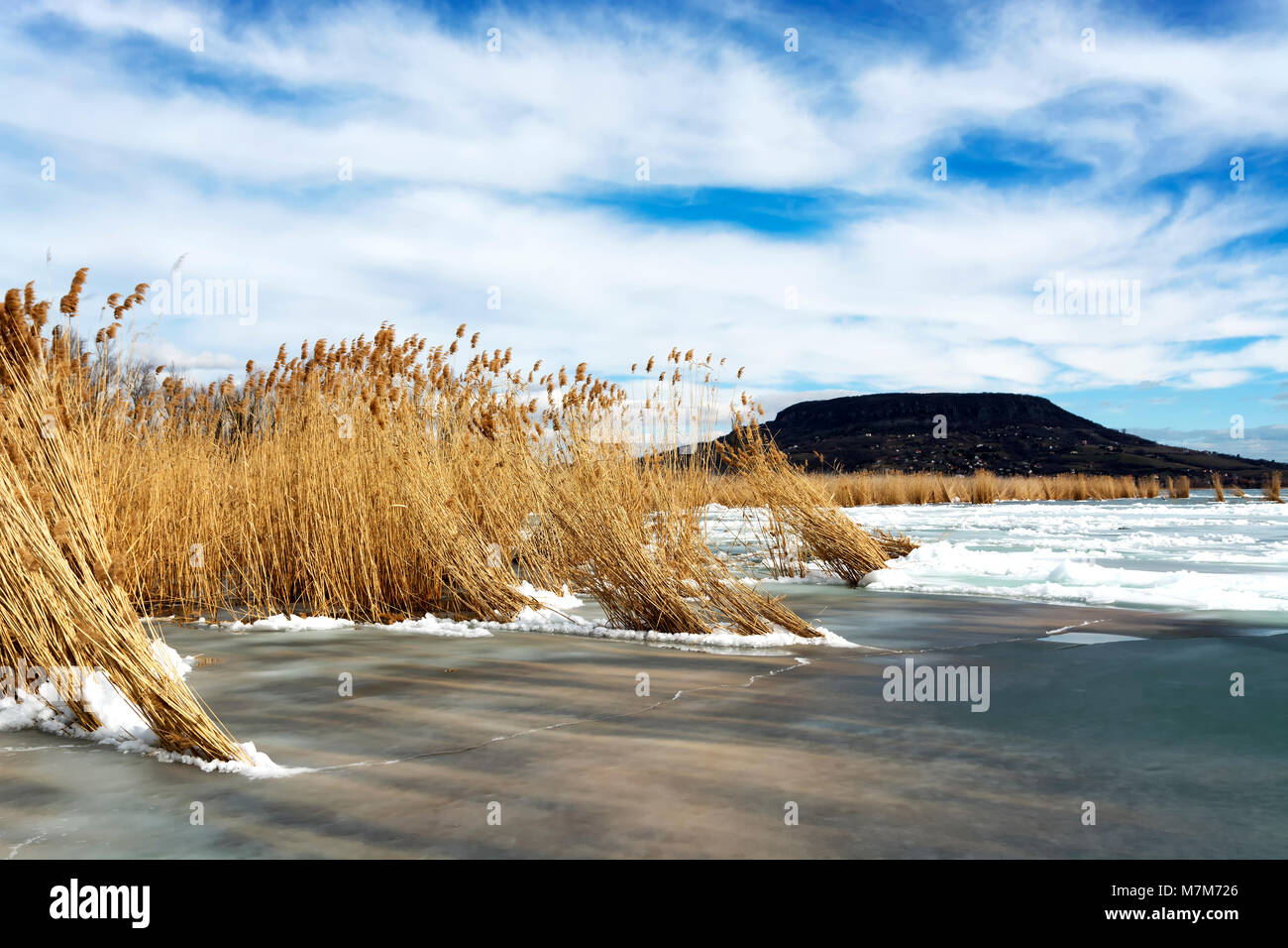 Canne in ghiaccio al Lago Balaton, Ungheria ( Szigliget ) Foto Stock