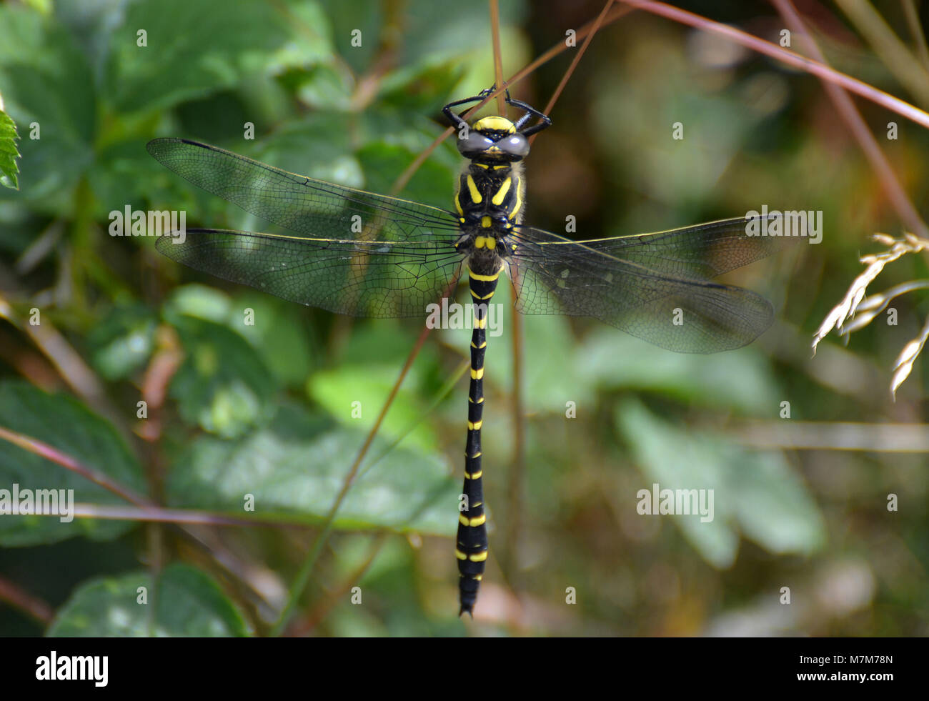 Beautiful golden inanellato dragonfly, il giallo e il nero dragonfly REGNO UNITO Foto Stock