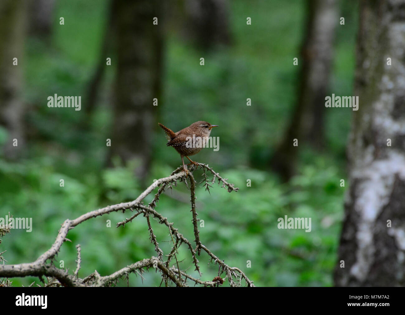 Wren nel bosco DEL REGNO UNITO, piccolo uccello marrone Foto Stock