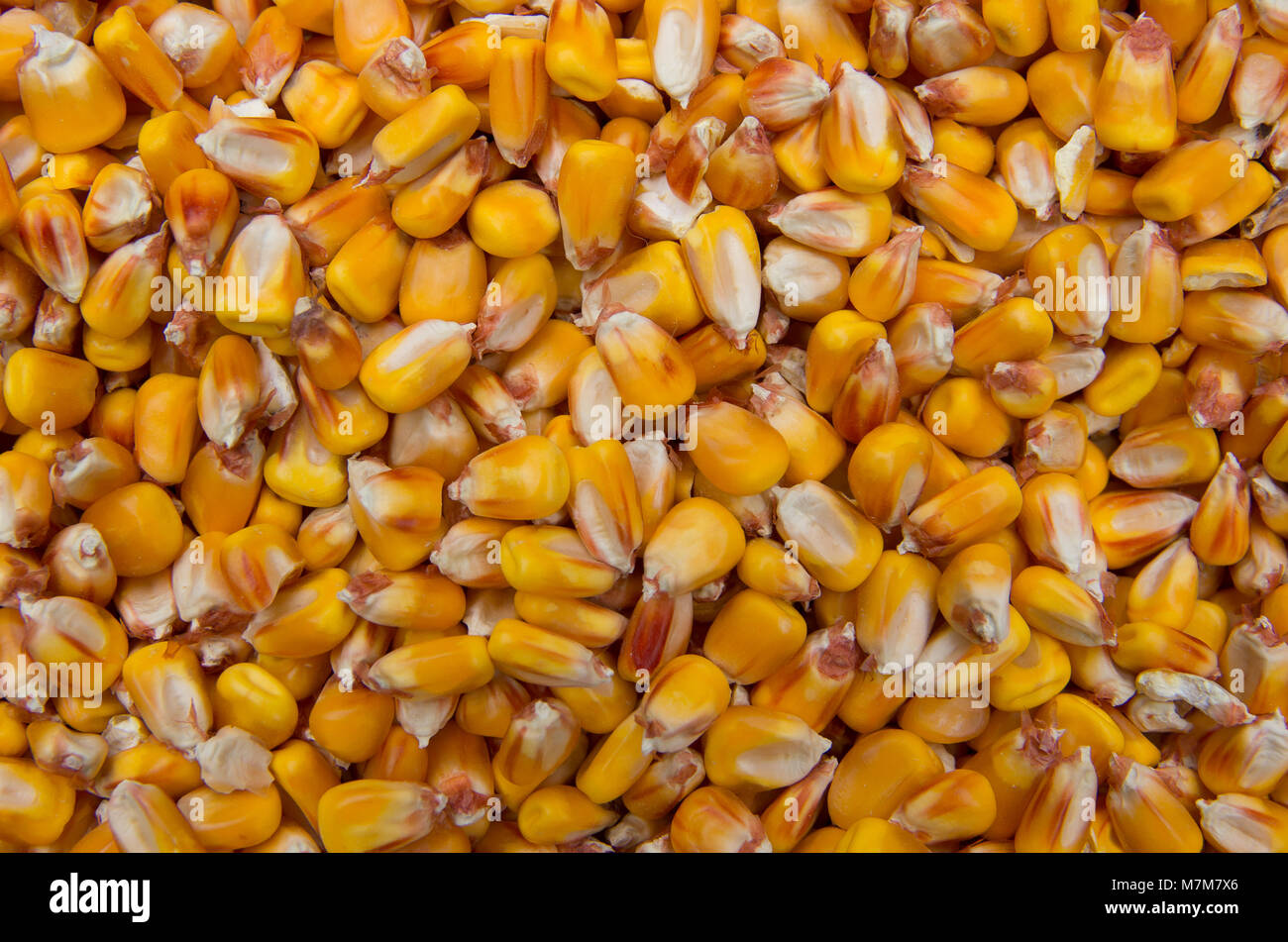 Granella di mais. Raccolta di mais. Foto Stock