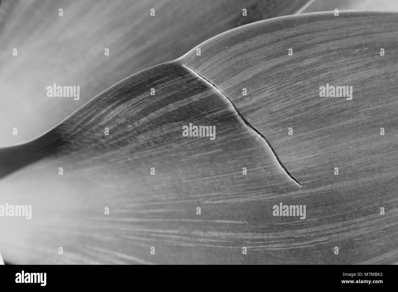 Texture e close up di una foglia come sfondo astratto Foto Stock