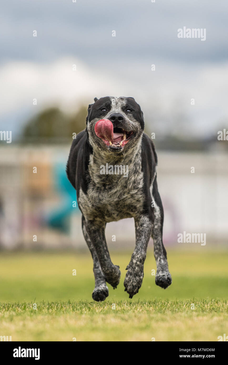 Felice Pit bull mix cane sembra essere galleggiante al di sopra del suolo come egli corre a tutta velocità con la lingua pendente al di fuori della bocca. Foto Stock