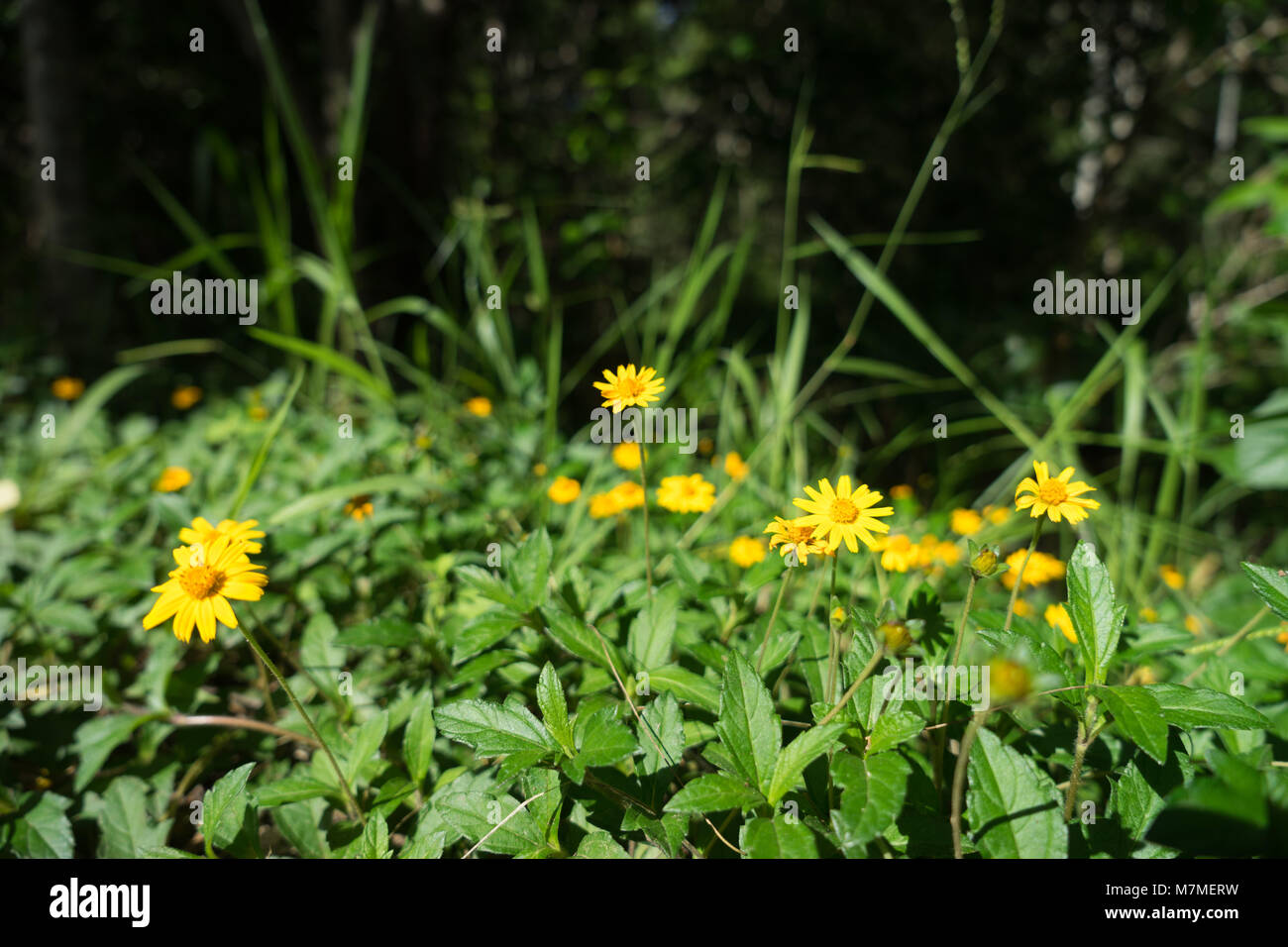 Intorno a Cairns Foto Stock