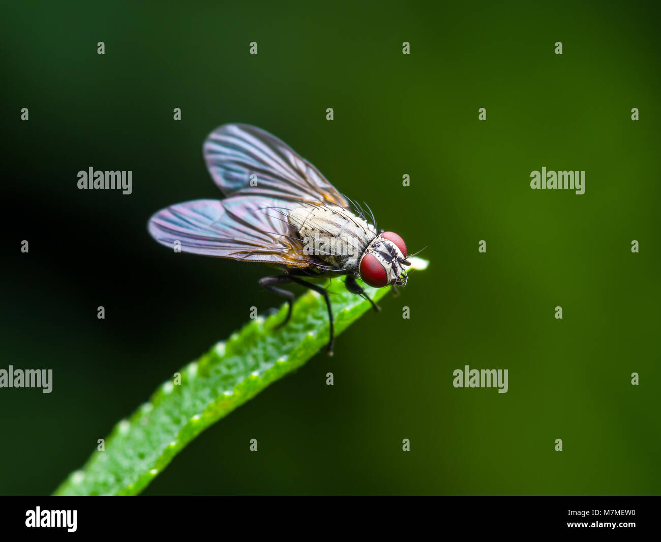 Esotica frutta Drosophila Fly insetti ditteri su erba verde Foto Stock
