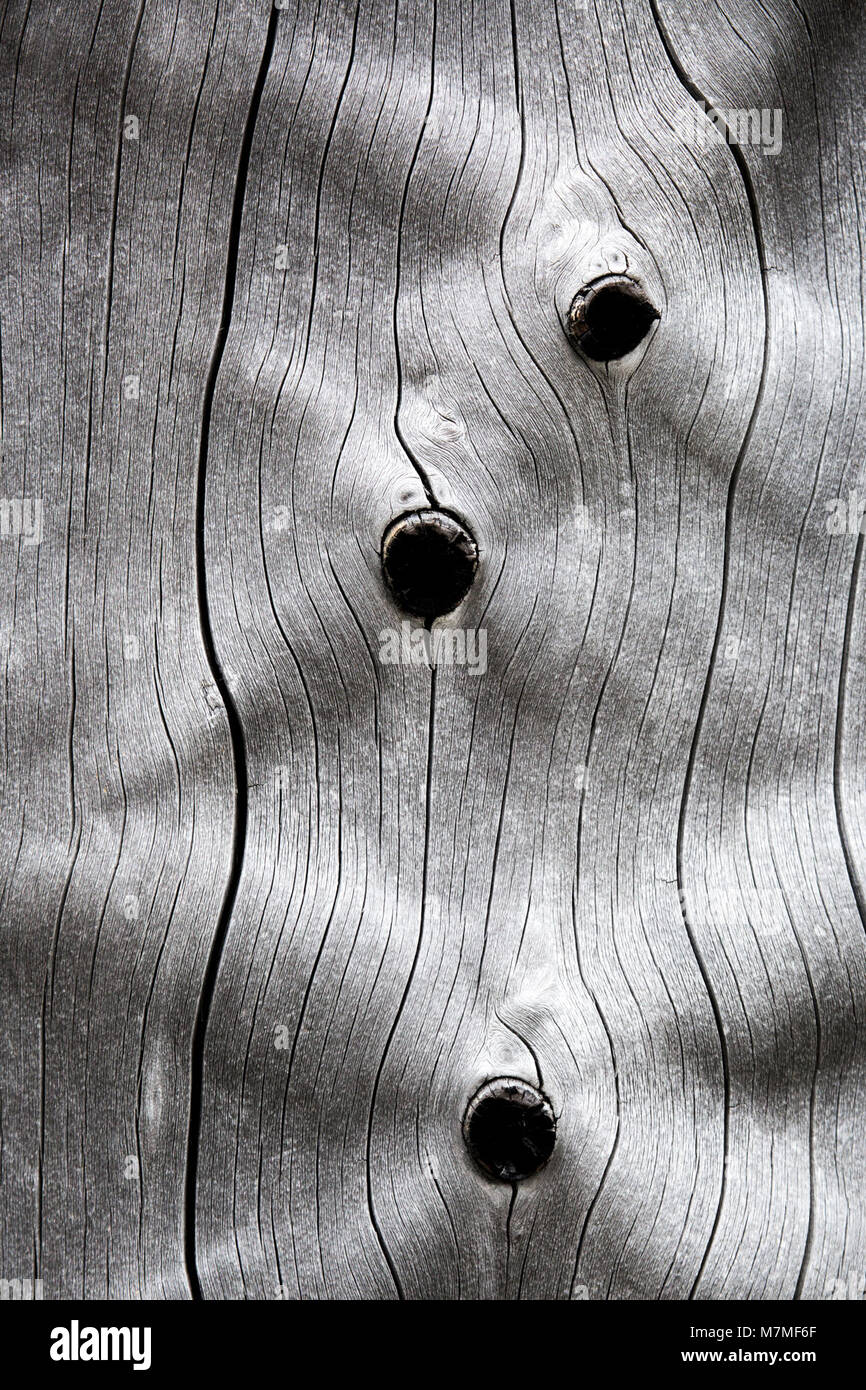 I modelli in albero morto pattern in un punto morto lodgepole pine tree; agosto 2014; Foto Stock