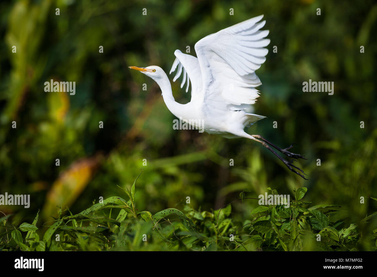 Airone guardabuoi, Bubulcus ibis, in volo accanto a Rio Chagres, Parco Nazionale di Soberania, Repubblica di Panama. Foto Stock