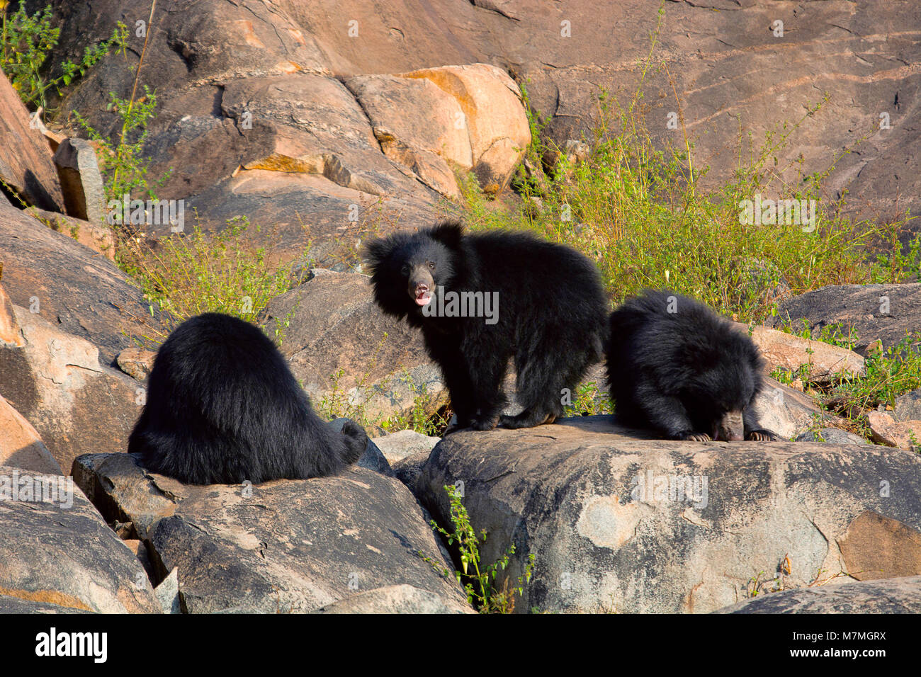 Sloth Bear, Melursus ursinus. Orso Daroji Santuario, Ballari district, Karnataka, India Foto Stock