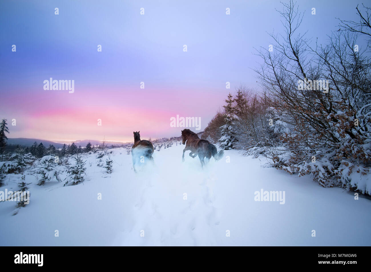 Selvaggi cavalli al galoppo in inverno nevoso forest Foto Stock