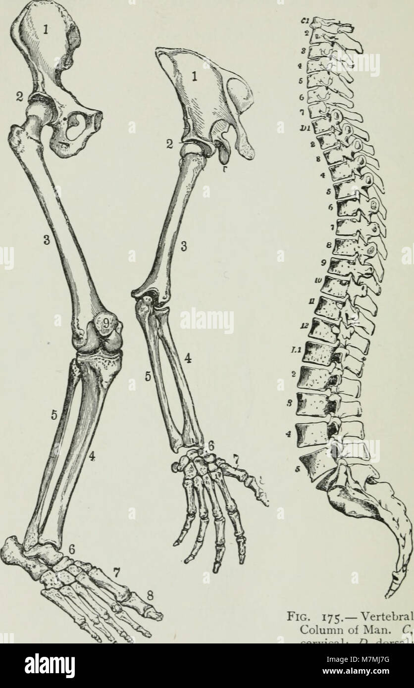 Attività degli animali - un primo libro in zoölogy (1903) (18169883216) Foto Stock