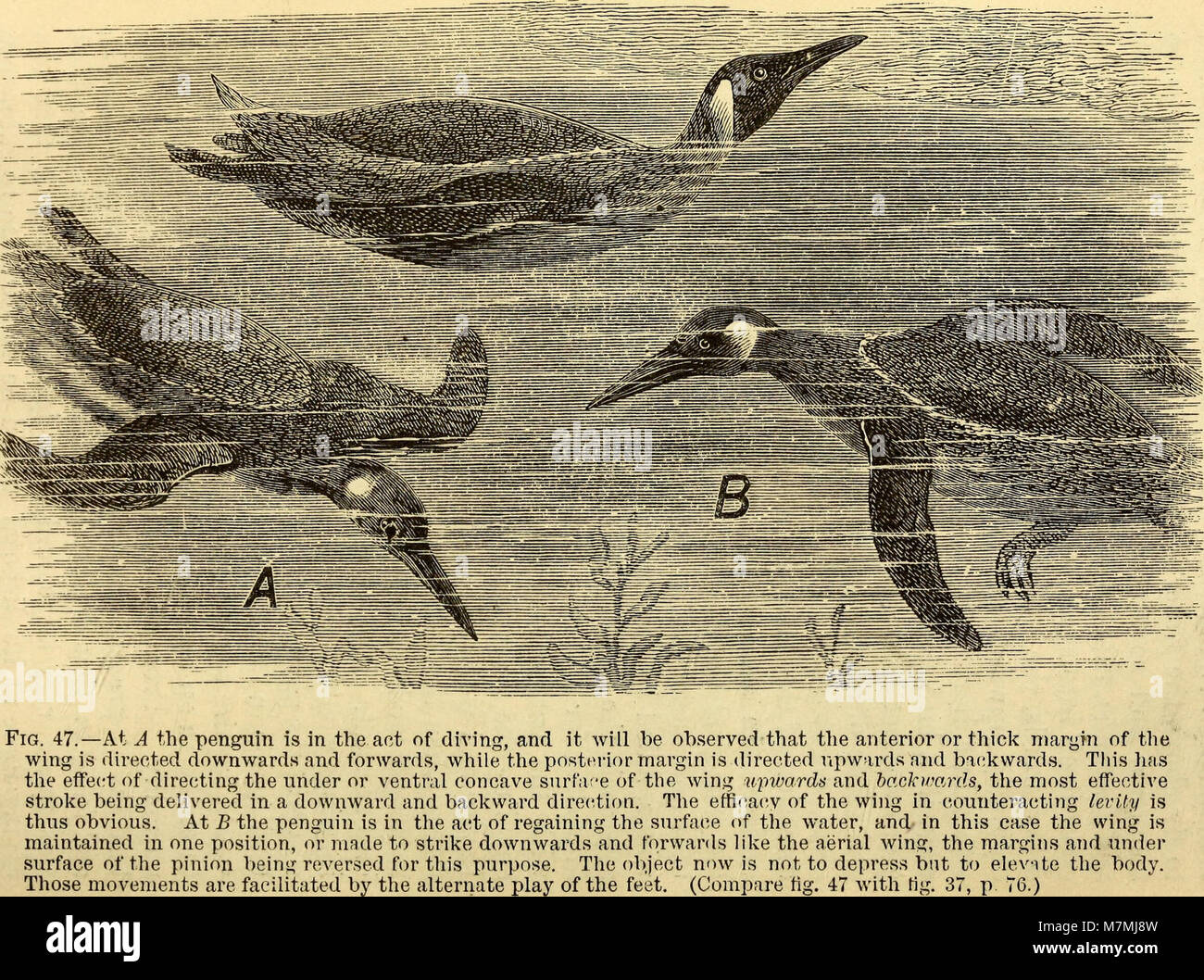 Un'opera del 1874 intitolata "Animal Locomotion", di Eadweard Muybridge, che esplora il movimento degli animali attraverso la fotografia, tra cui camminare, nuotare e volare, insieme a una tesi sull'aeronautica. Foto Stock