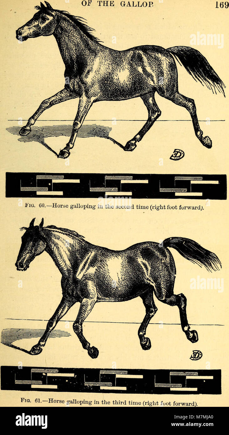 Meccanismo di animale- un trattato sul terrestre e aërial locomozione (1874) (18194409772) Foto Stock