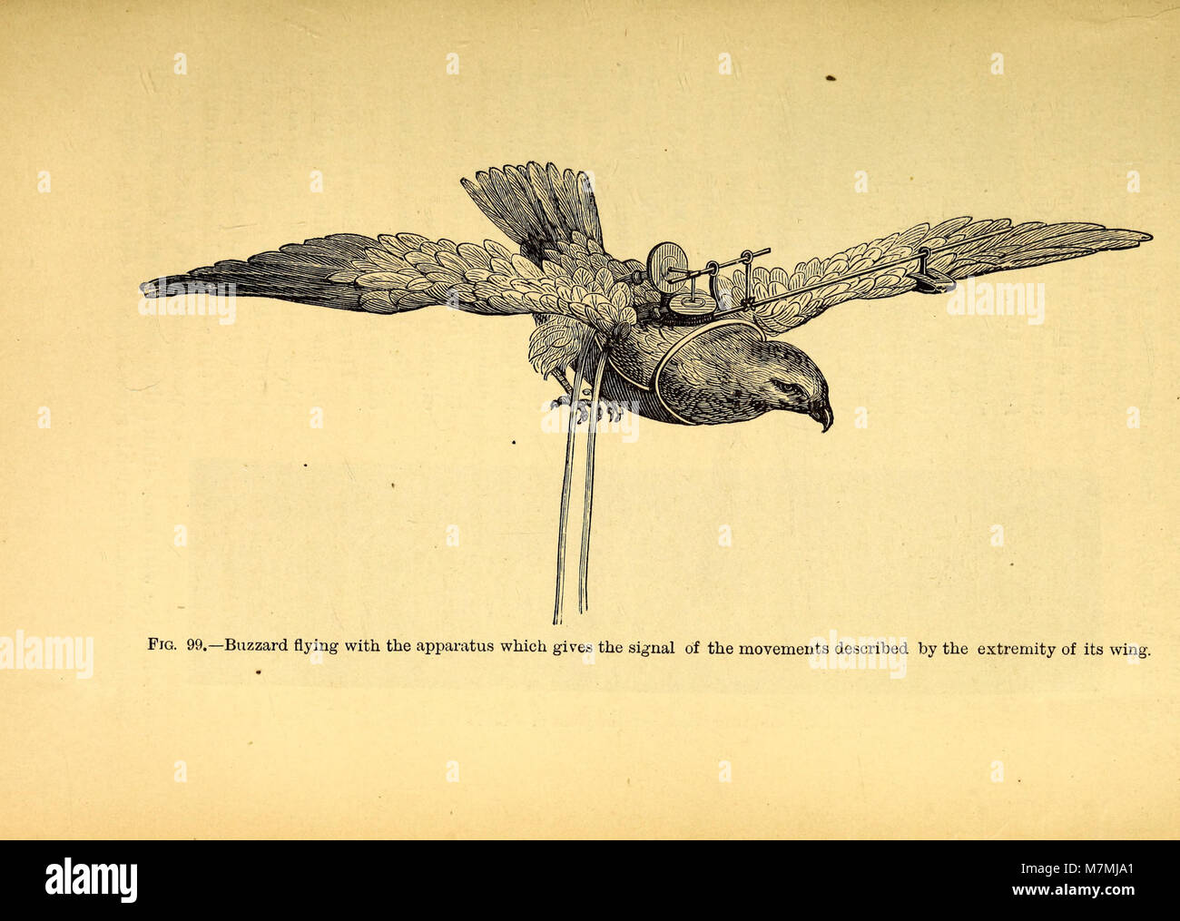 Meccanismo di animale- un trattato sul terrestre e aërial locomozione (1874) (18194490342) Foto Stock